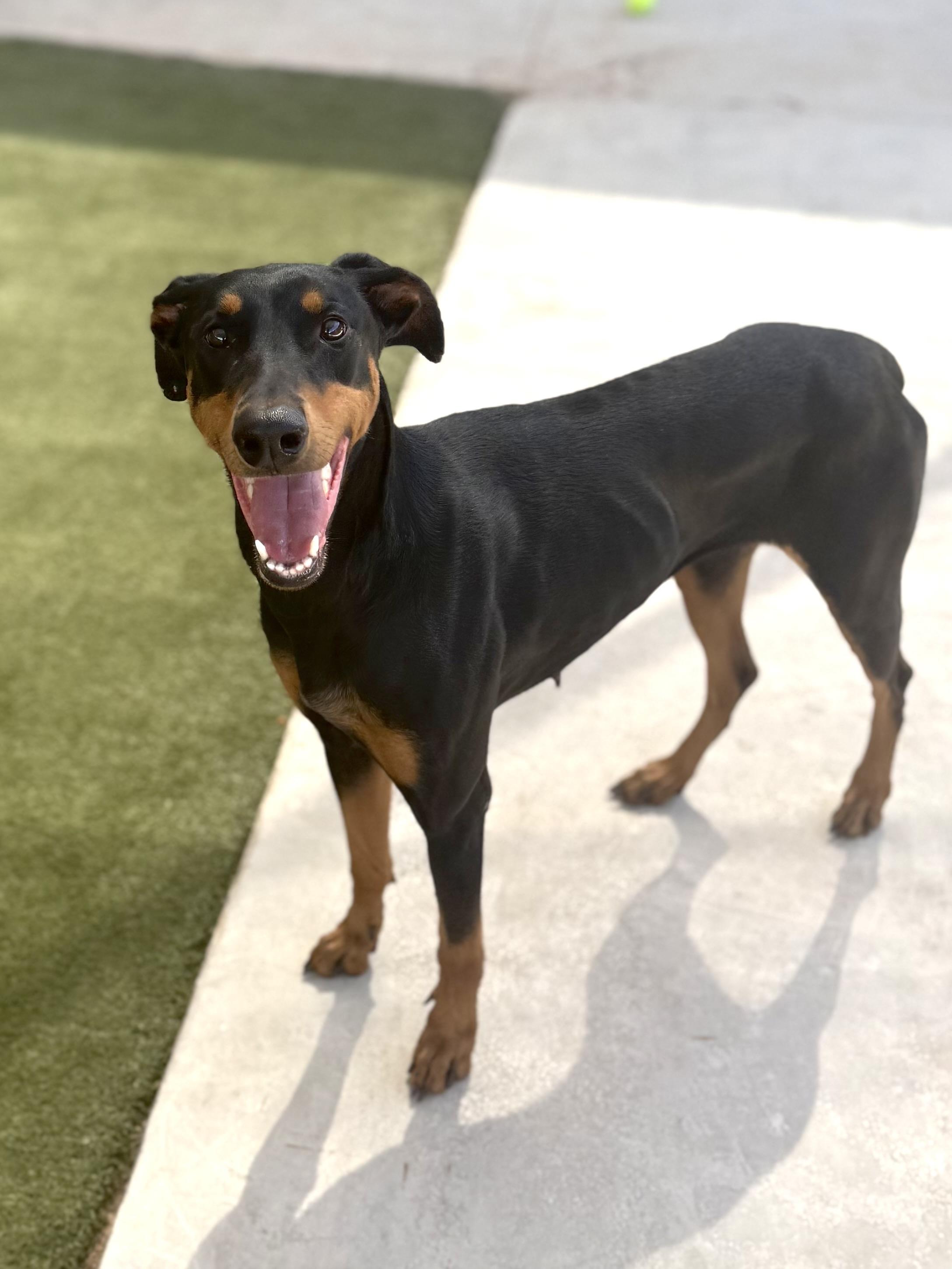 Enlarge Cassie, a Adopted Doberman Pinscher in Boulder City, NV image 2/5