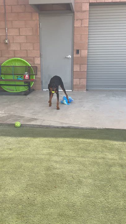 Enlarge Cassie, a Adopted Doberman Pinscher in Boulder City, NV video 5/5