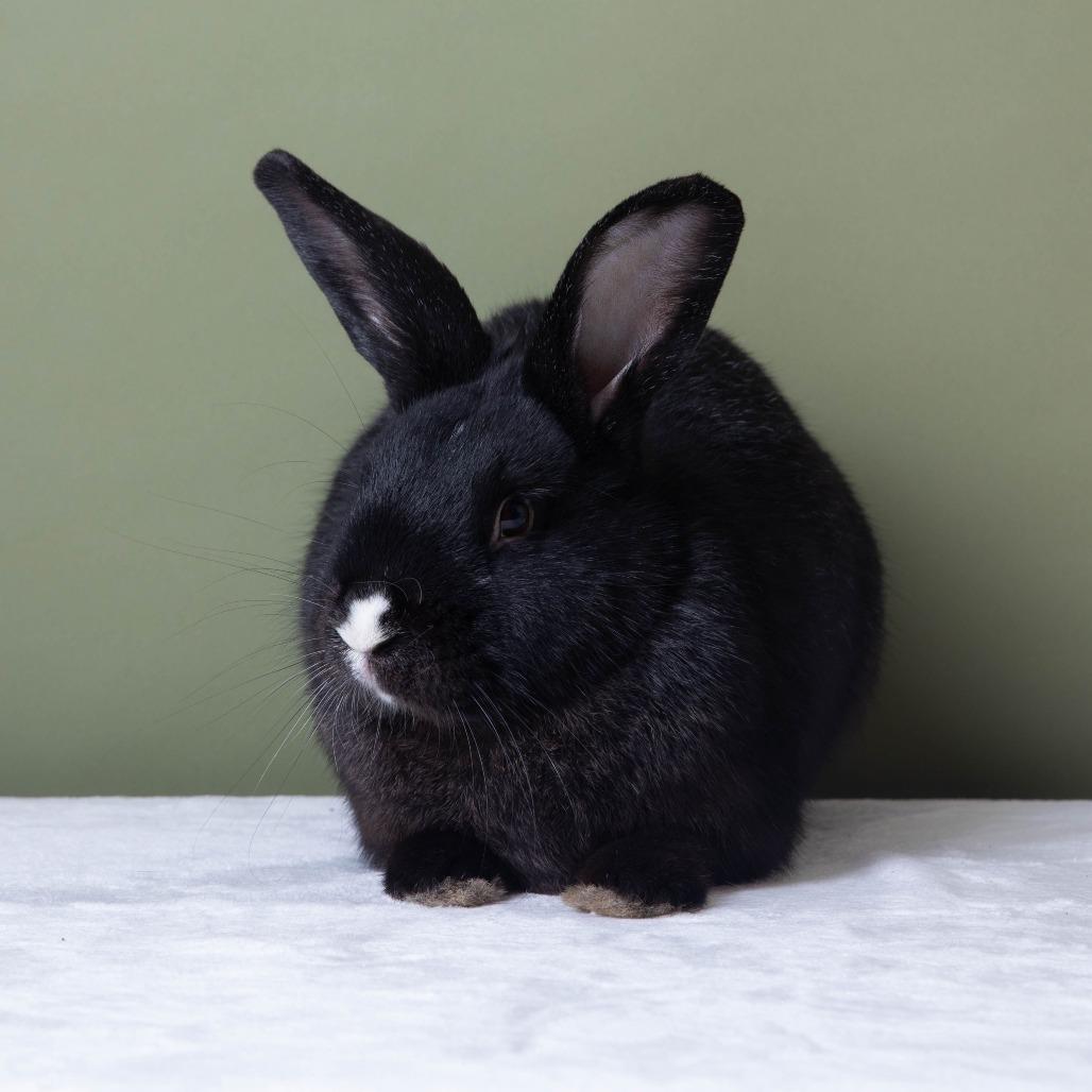 Mosaic Hops, Adoptable, Adult Male American.