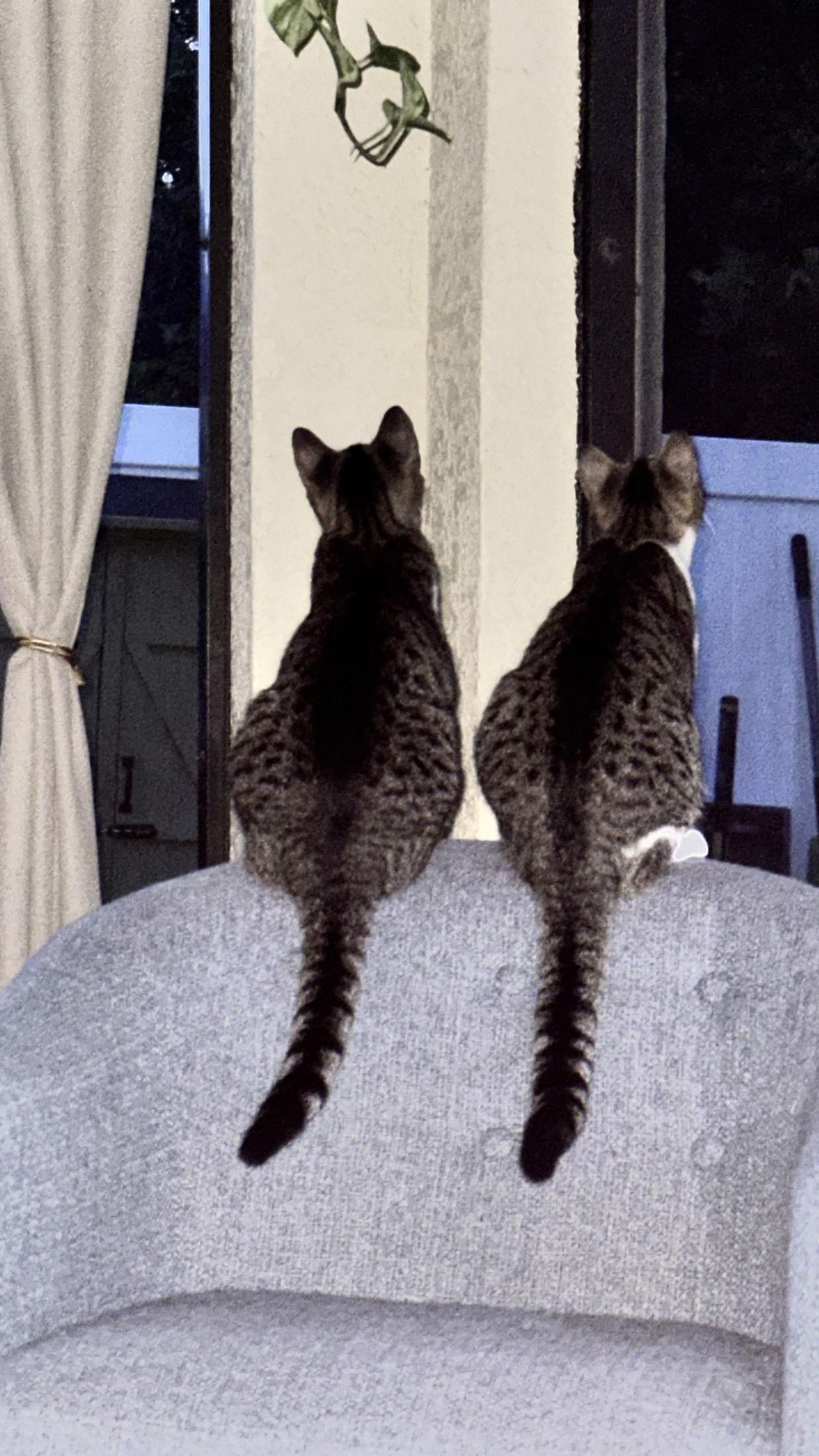 Enlarge Jeep and Wrangler, a Adoptable Domestic Short Hair in Land O Lakes, FL image 1/1