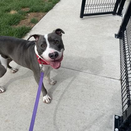 Enlarge Slim Shady, an adoptable Mixed Breed in Janesville, WI image 1/5