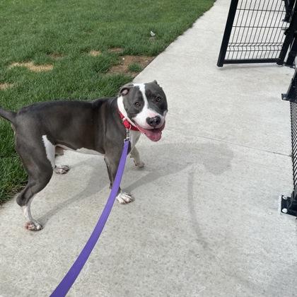 Enlarge Slim Shady, an adoptable Mixed Breed in Janesville, WI image 2/5