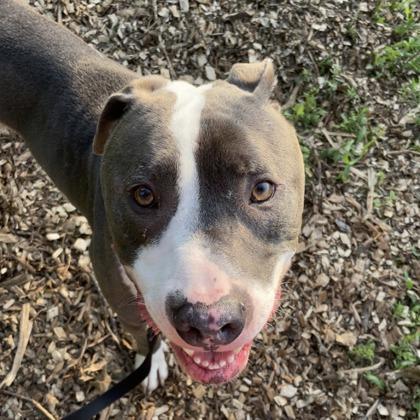 Enlarge Slim Shady, an adoptable Mixed Breed in Janesville, WI image 3/5
