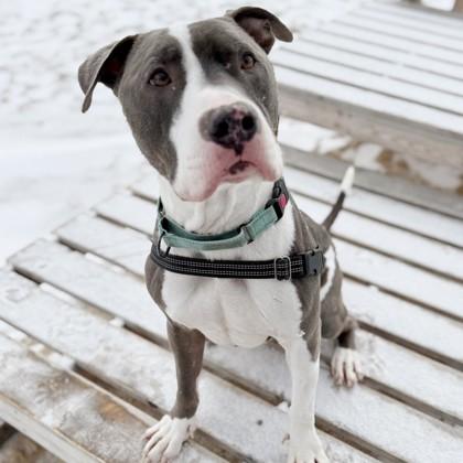 Slim Shady, adoptable, Young Male Mixed Breed.