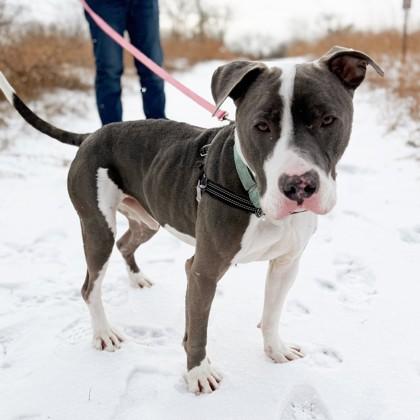 Enlarge Slim Shady, an adoptable Mixed Breed in Janesville, WI image 5/5