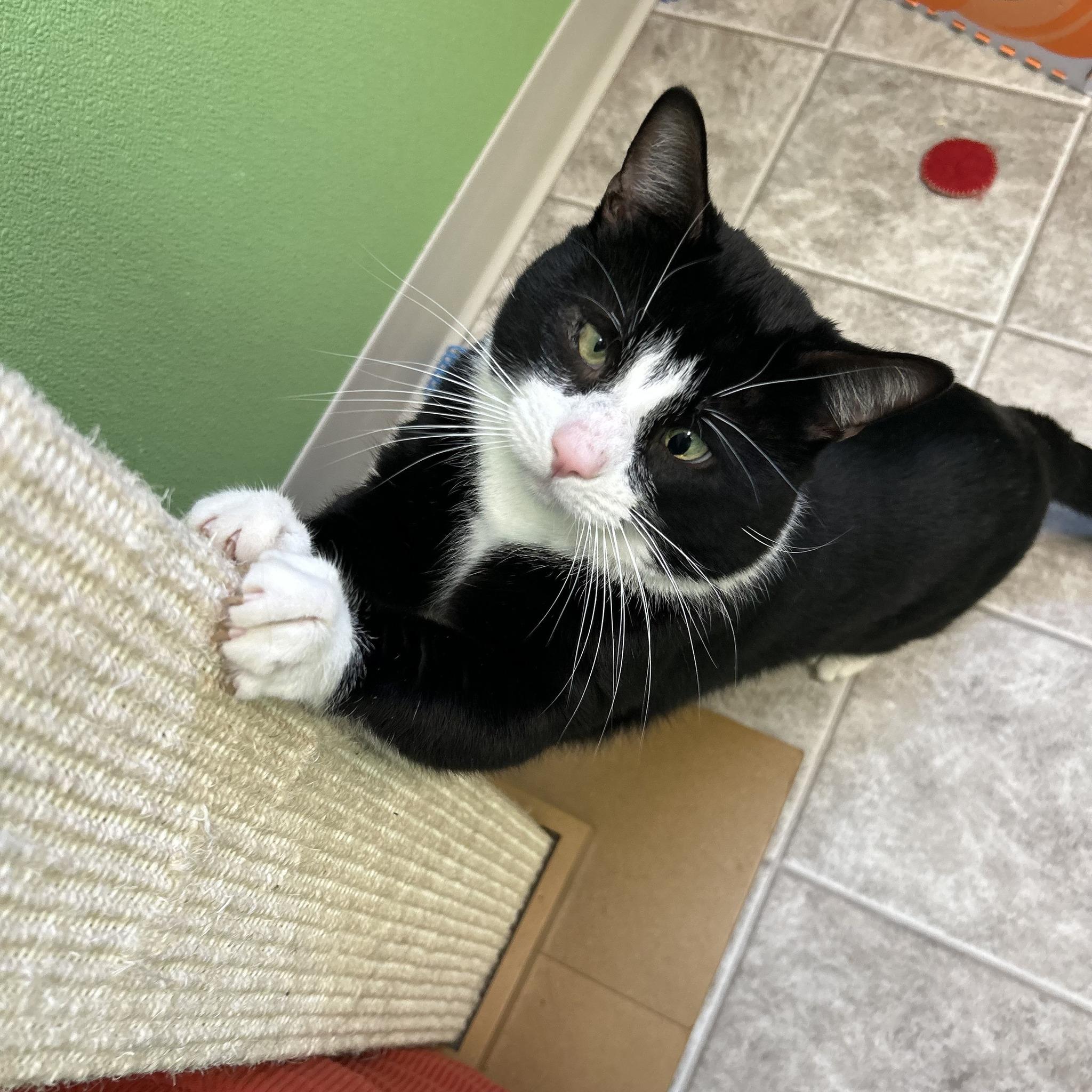Enlarge Oreo, a ADOPTABLE Domestic Short Hair in Greenbelt, MD image 2/6