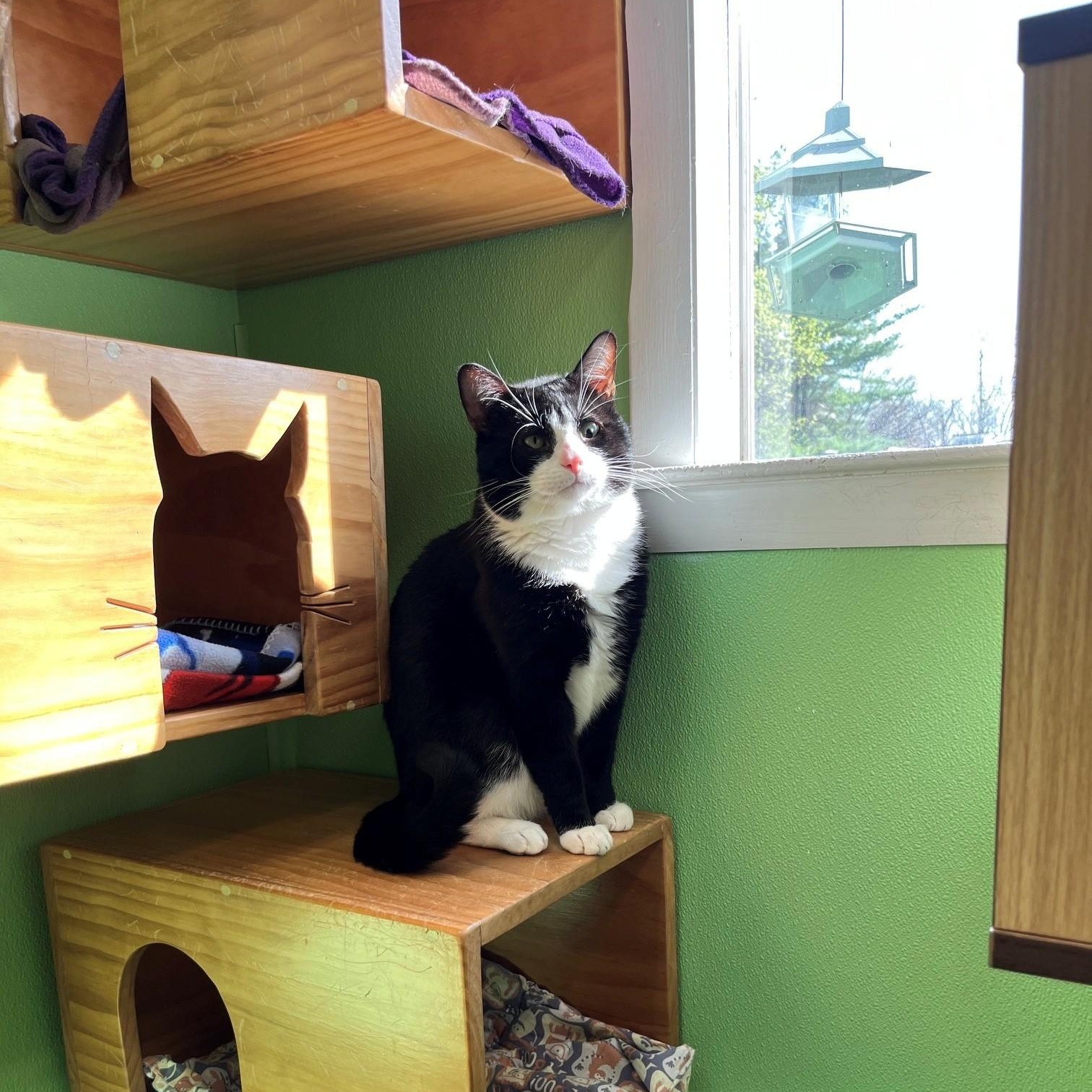Oreo, ADOPTABLE, Adult Male Domestic Short Hair.