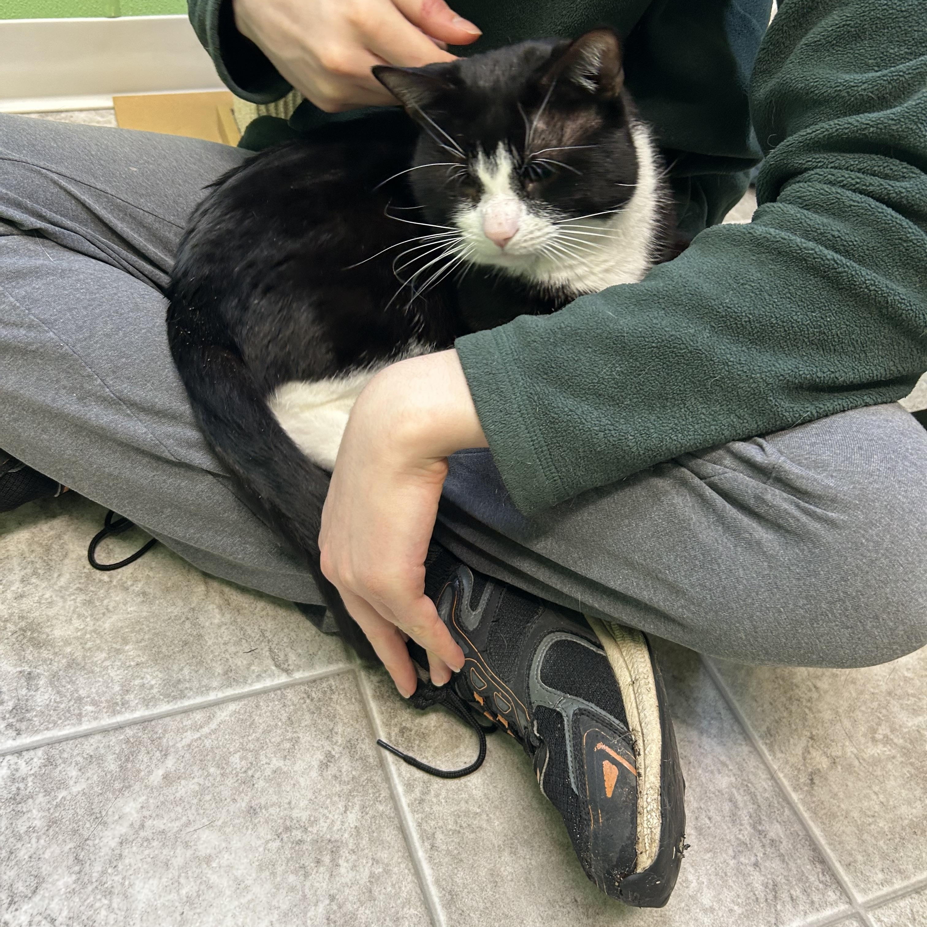 Oreo, ADOPTABLE, Adult Male Domestic Short Hair.