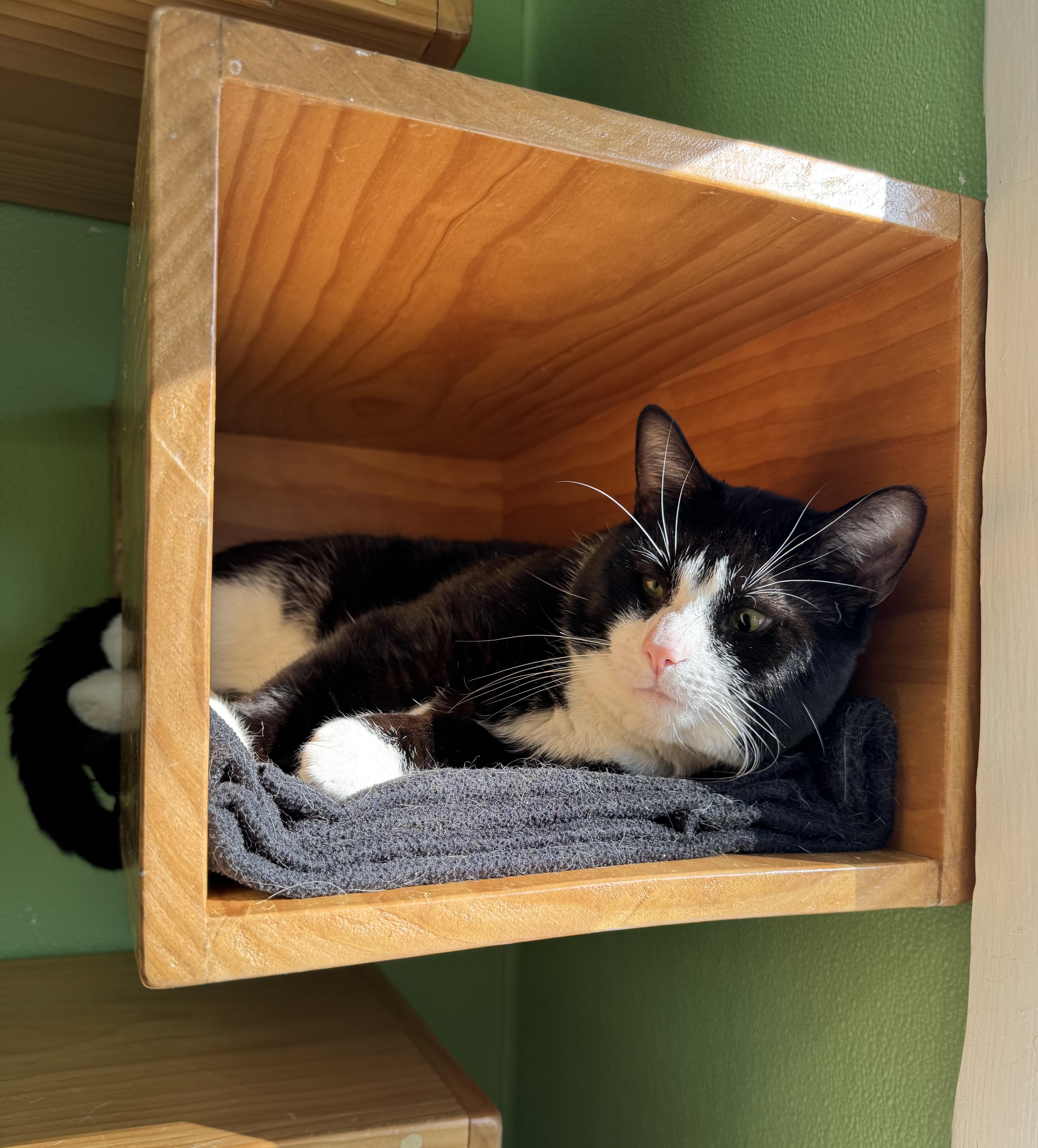 Enlarge Oreo, a ADOPTABLE Domestic Short Hair in Greenbelt, MD image 3/6