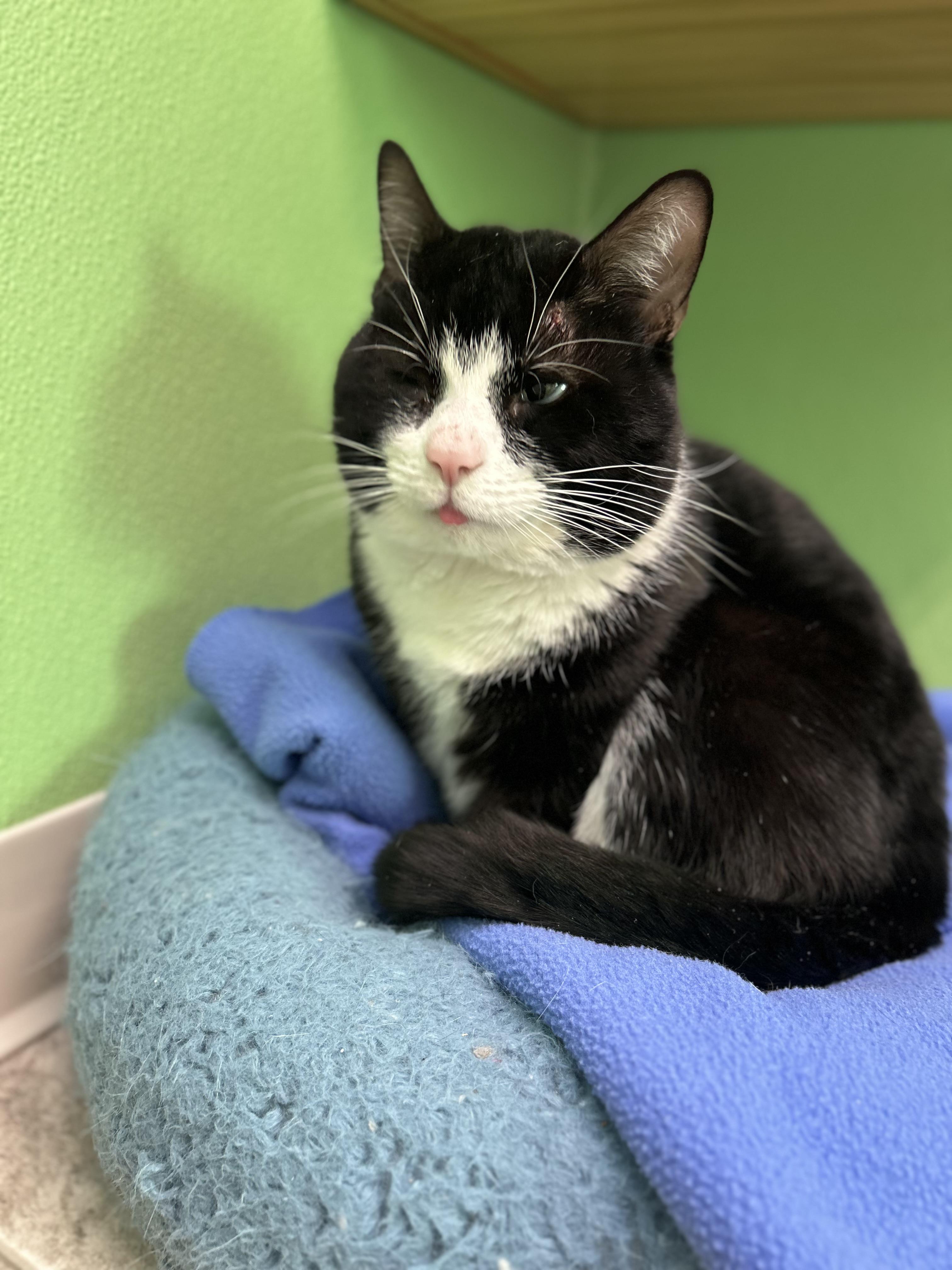 Oreo, ADOPTABLE, Adult Male Domestic Short Hair.