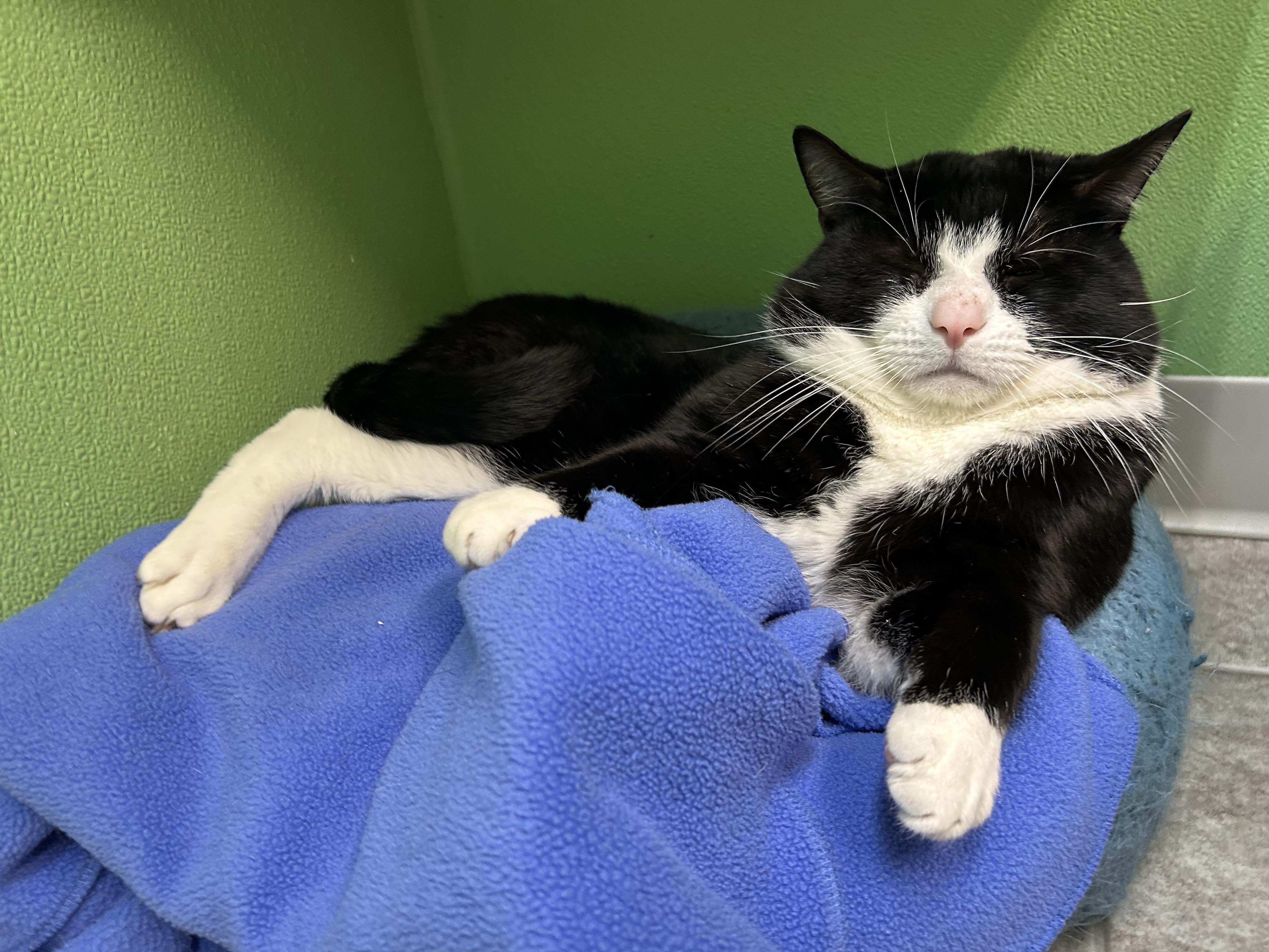 Enlarge Oreo, a ADOPTABLE Domestic Short Hair in Greenbelt, MD image 5/6