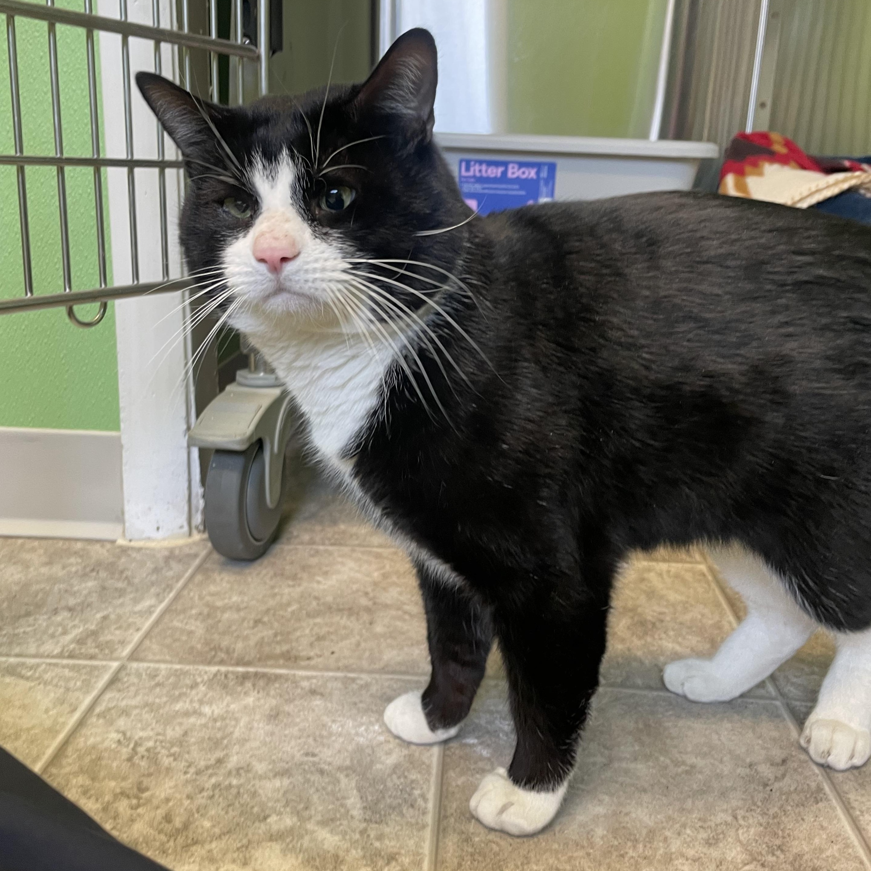 Enlarge Oreo, a ADOPTABLE Domestic Short Hair in Greenbelt, MD image 4/6