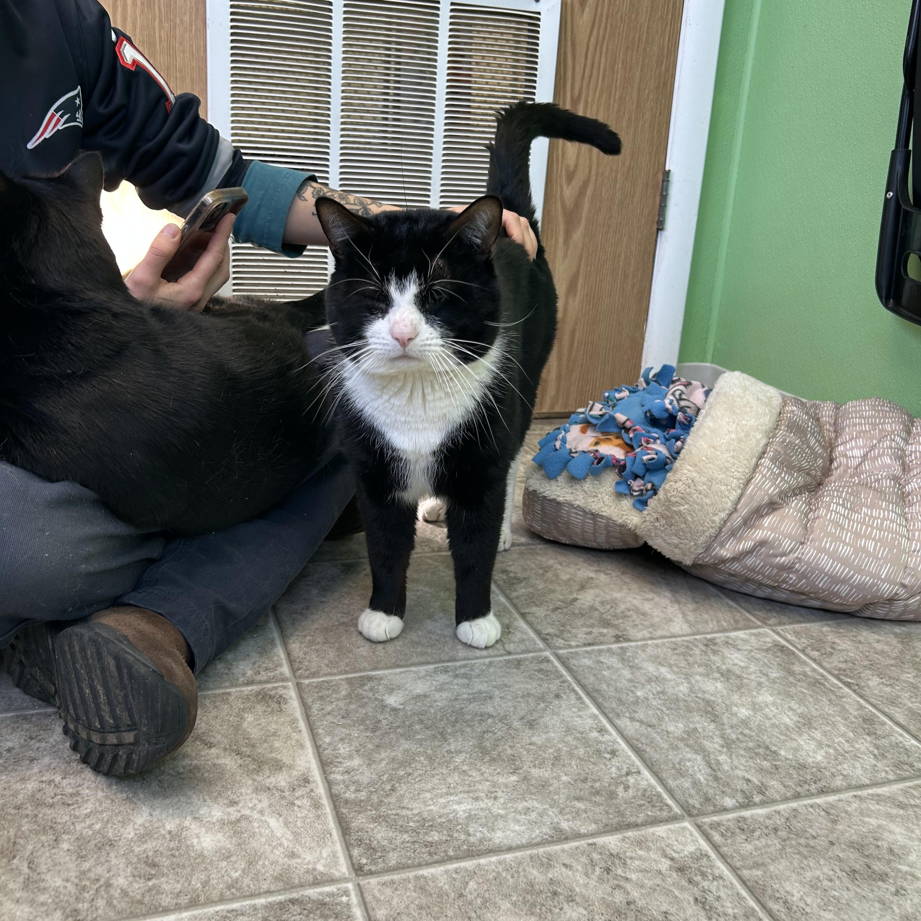 Enlarge Oreo, a ADOPTABLE Domestic Short Hair in Greenbelt, MD image 6/6
