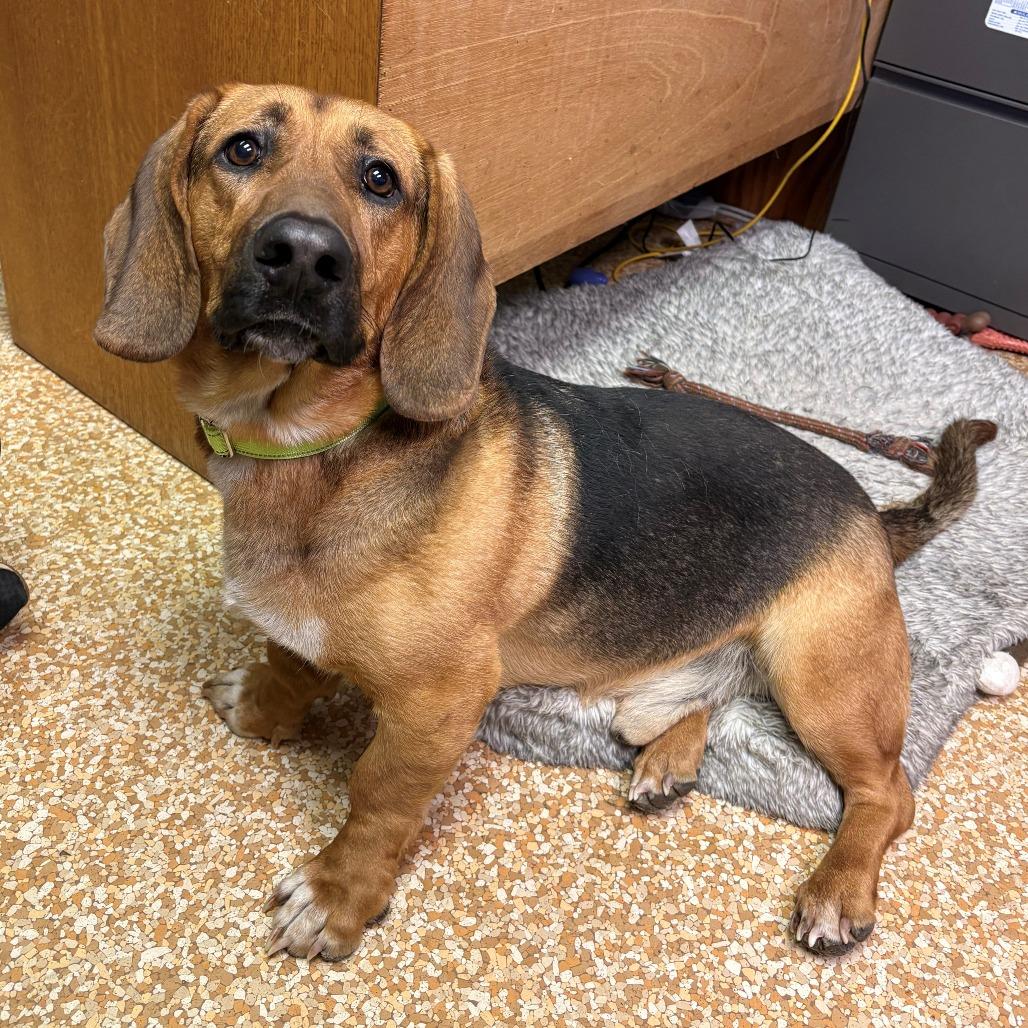 Enlarge Woody, a Adoptable mixed breed in Chehalis, WA image 1/2