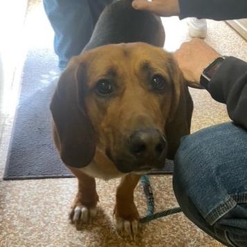 Enlarge Woody, a Adoptable mixed breed in Chehalis, WA image 2/2