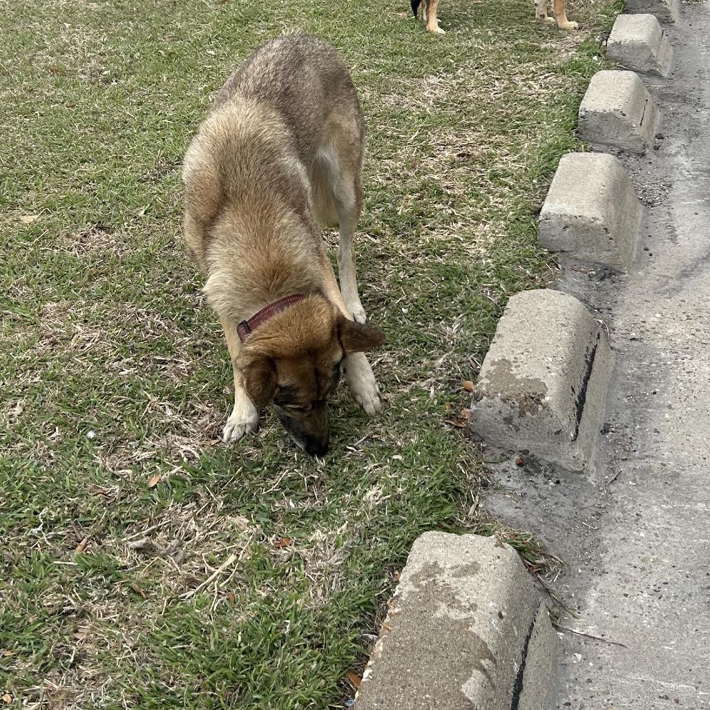 Enlarge Mavie, a Adoptable German Shepherd Dog in Portland, TX image 1/1