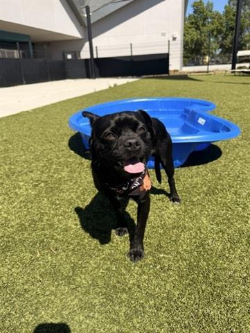 ALBERTO, Adoptable, Young Male Pug & Mixed Breed.