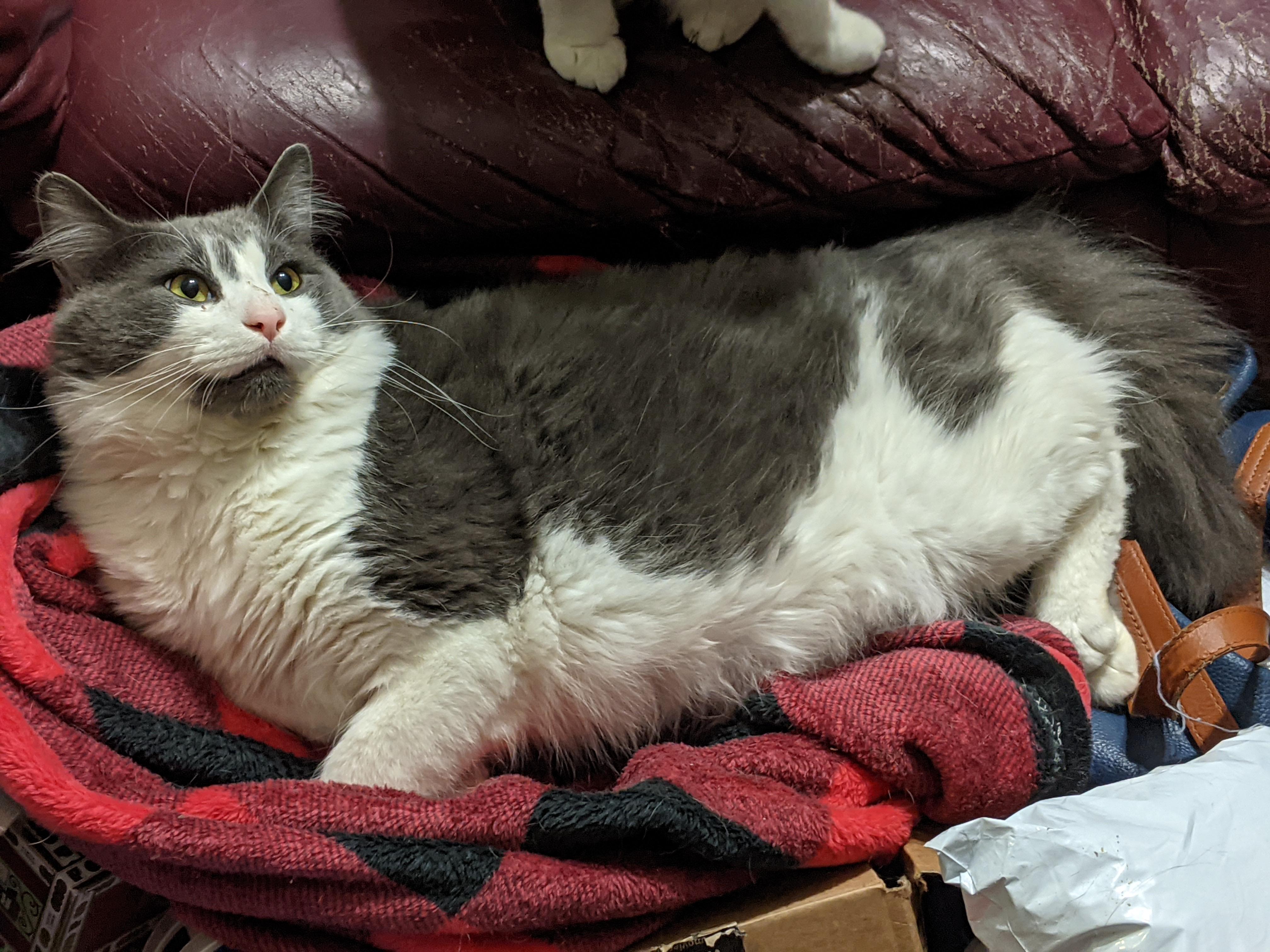 Enlarge Yuko, an adopted Domestic Long Hair in Charlotte, NC image 2/3