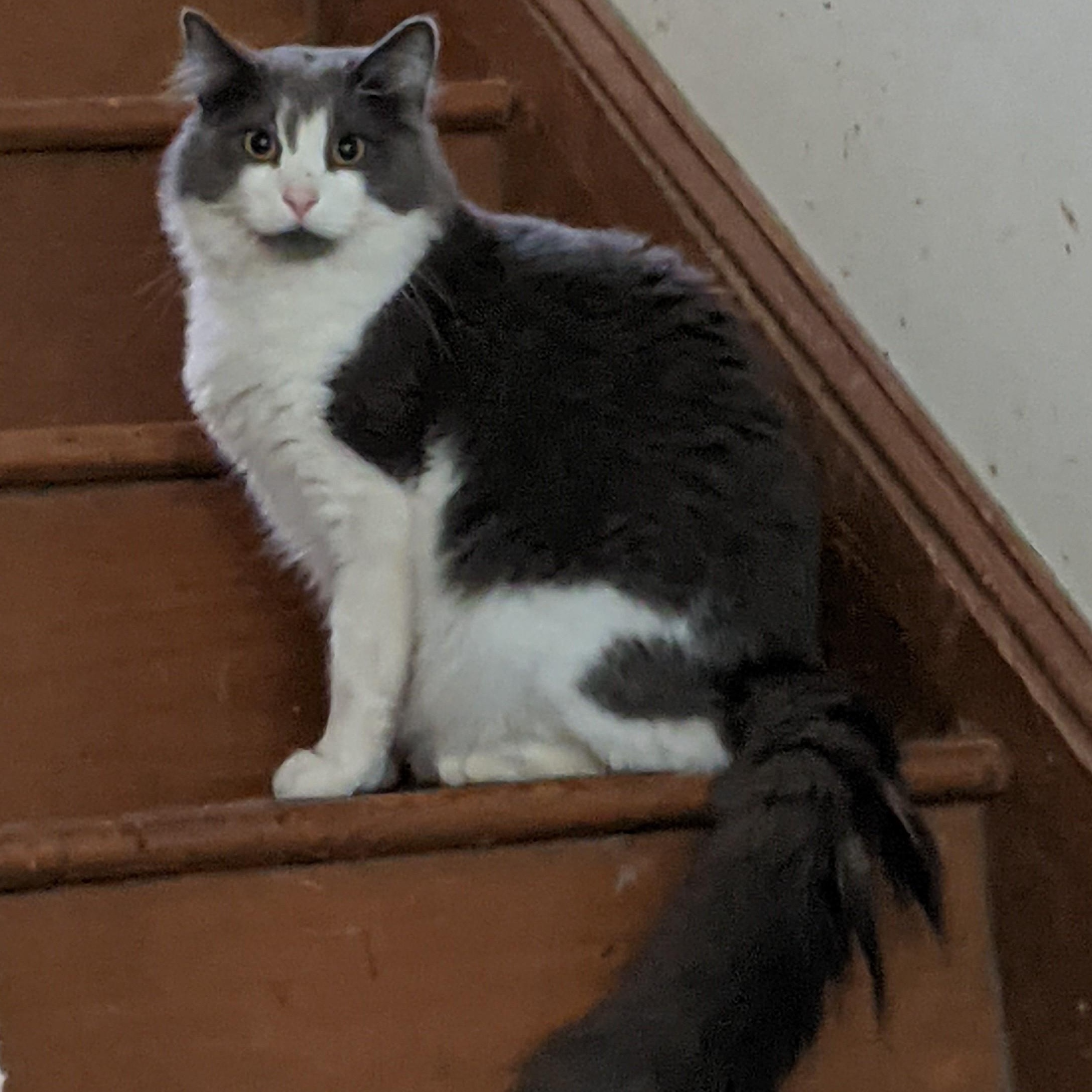 Enlarge Yuko, an adopted Domestic Long Hair in Charlotte, NC image 1/3