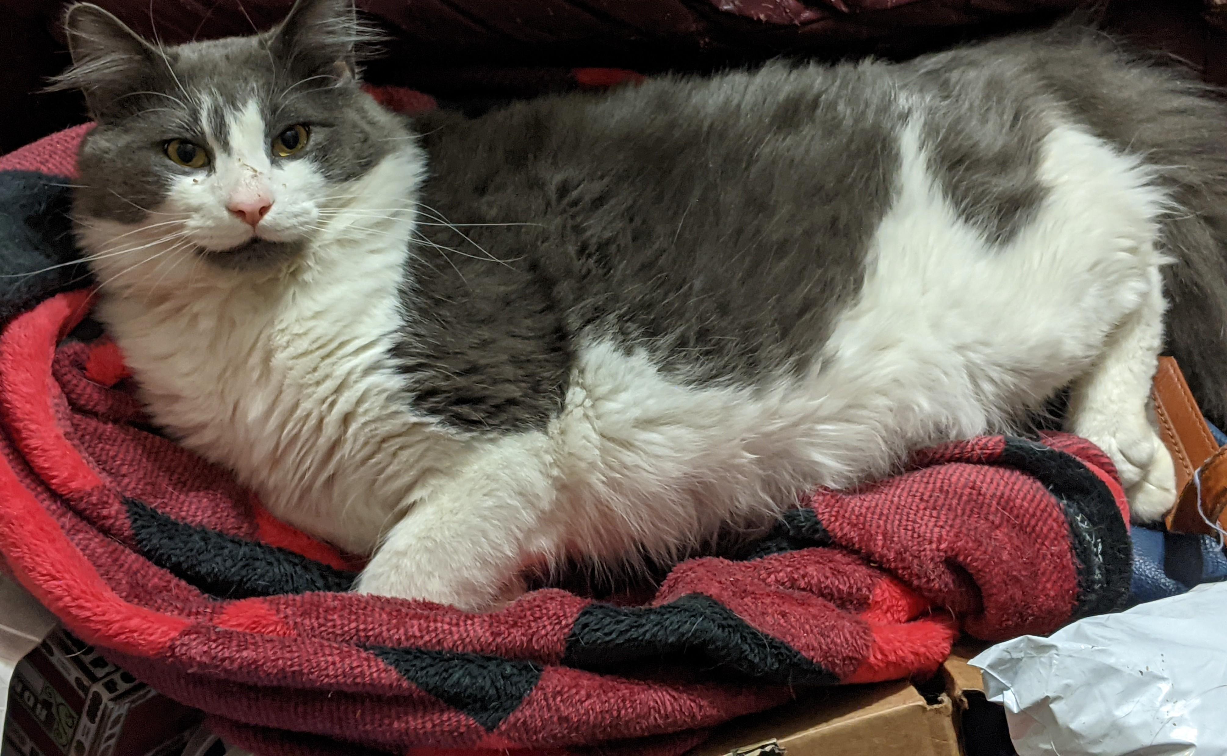 Enlarge Yuko, an adopted Domestic Long Hair in Charlotte, NC image 3/3