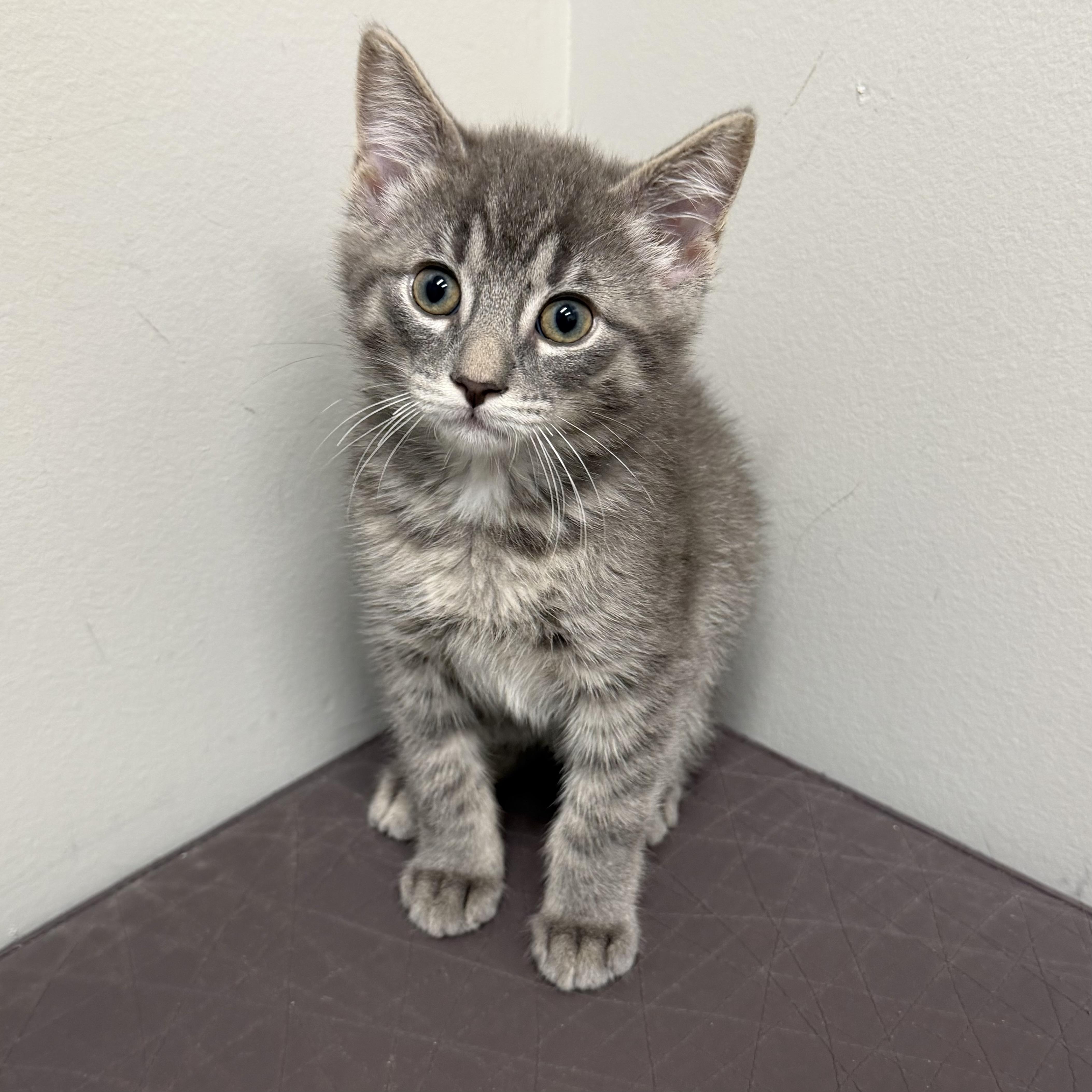 Enlarge Jerry, an adoptable mixed breed in Libertyville, IL image 2/3