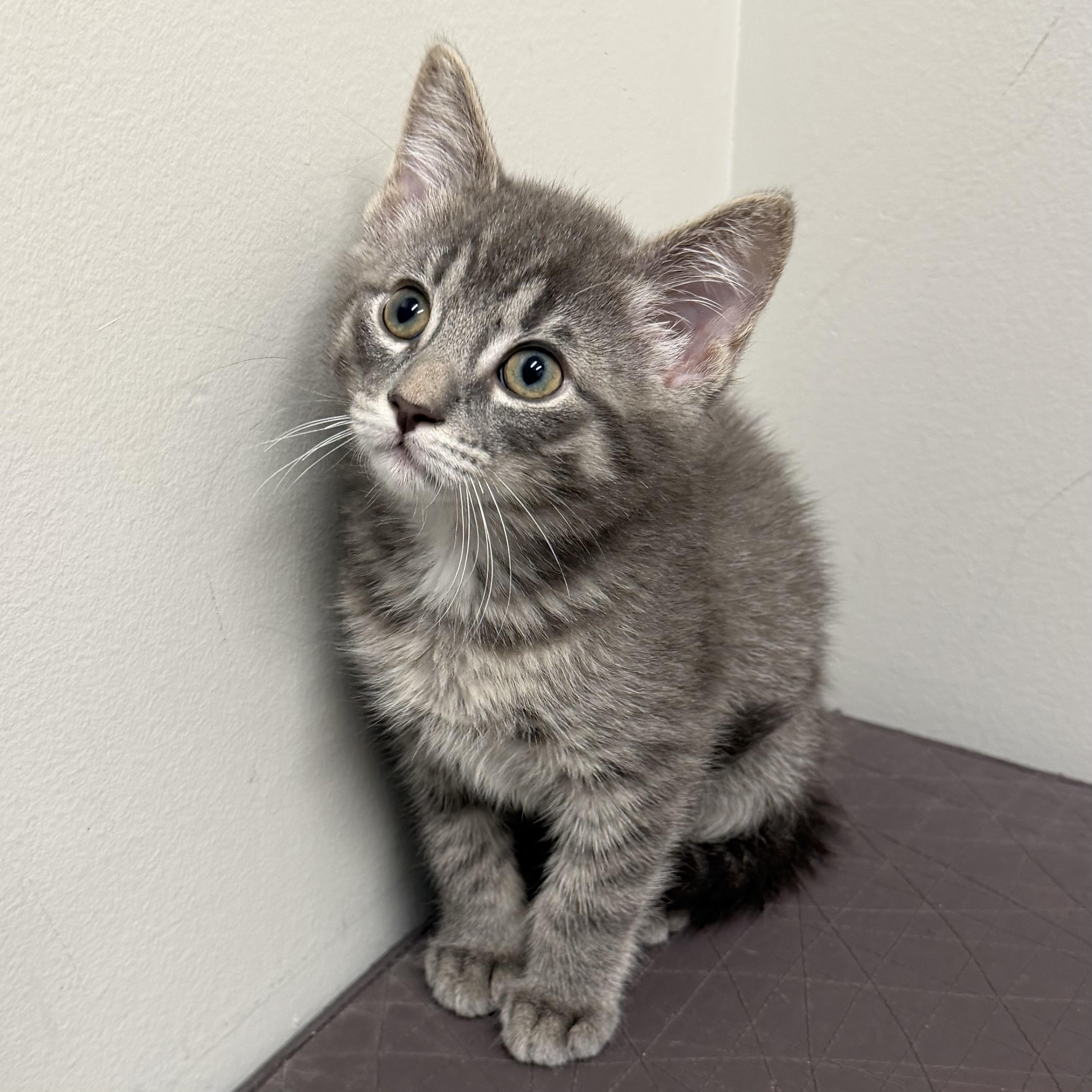 Jerry, adoptable, Kitten Male Domestic Short Hair.