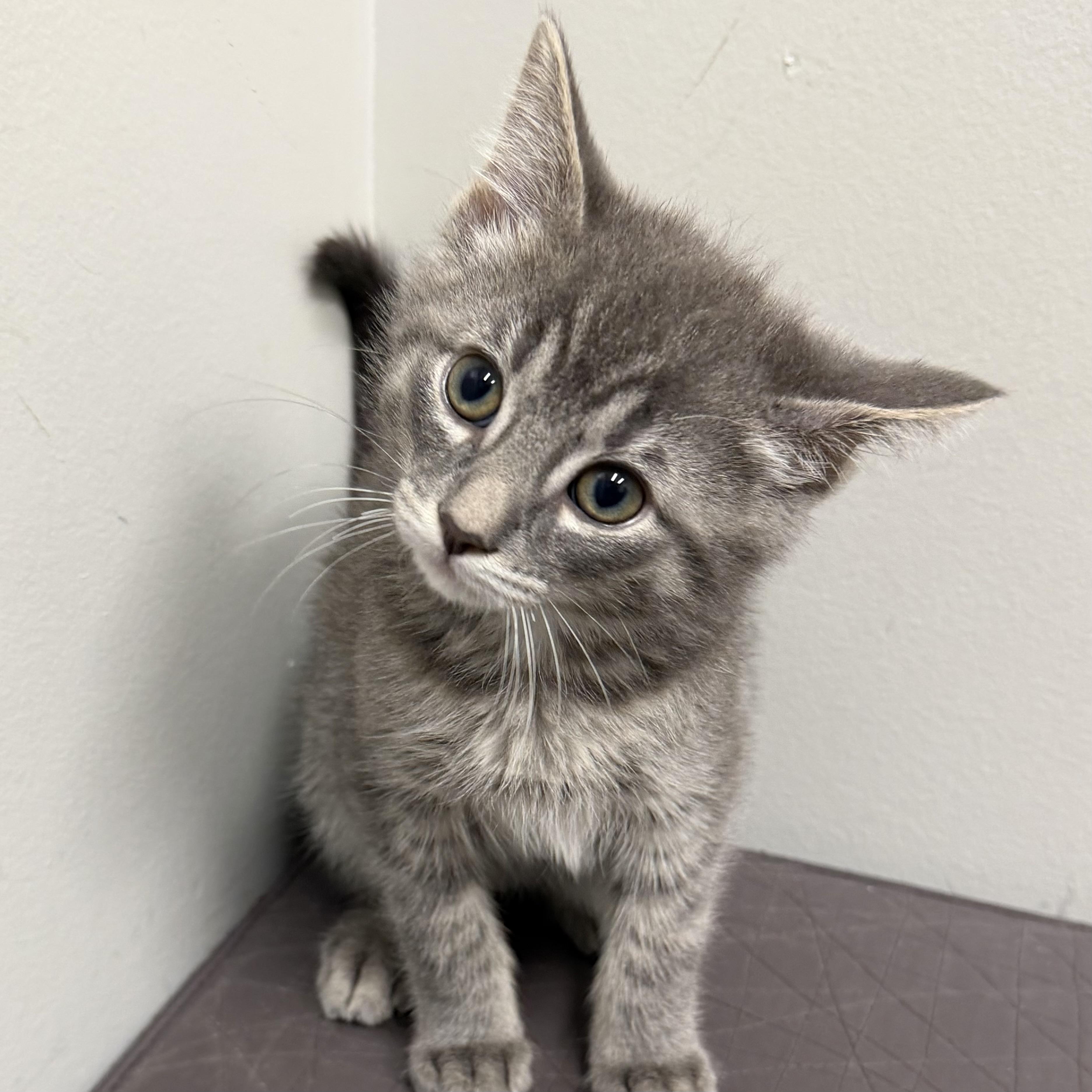 Enlarge Jerry, an adoptable mixed breed in Libertyville, IL image 3/3