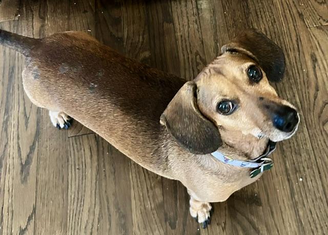 Enlarge Finn, a ADOPTABLE Dachshund in Memphis, TN image 3/3