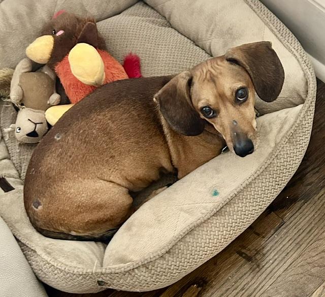 Enlarge Finn, a ADOPTABLE Dachshund in Memphis, TN image 2/3