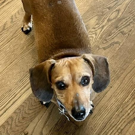 Enlarge Finn, a ADOPTABLE Dachshund in Memphis, TN image 1/3