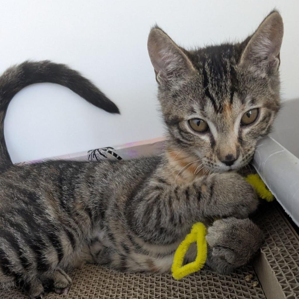 Missy (and Stewie), Adoptable, Kitten Female Domestic Short Hair.