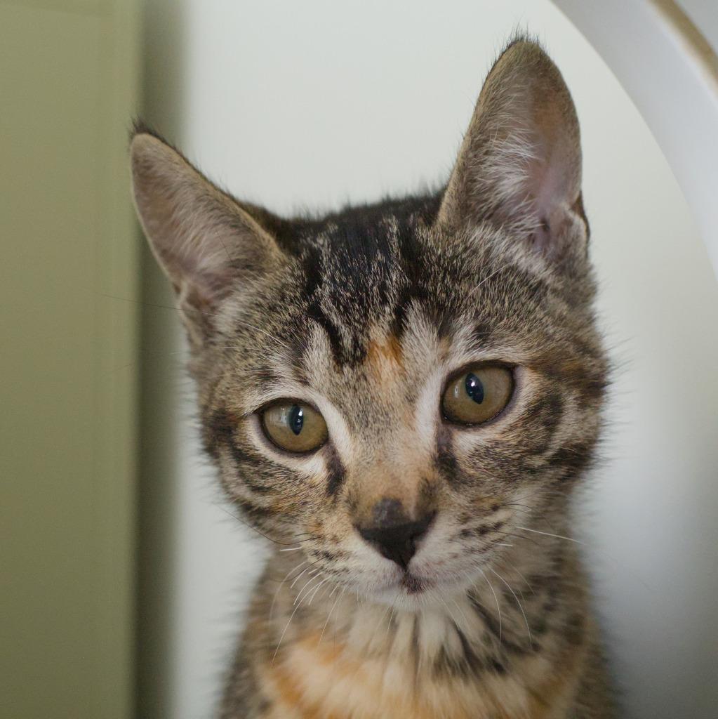 Enlarge Missy (and Stewie), a Adoptable mixed breed in Shoreline, WA image 2/4