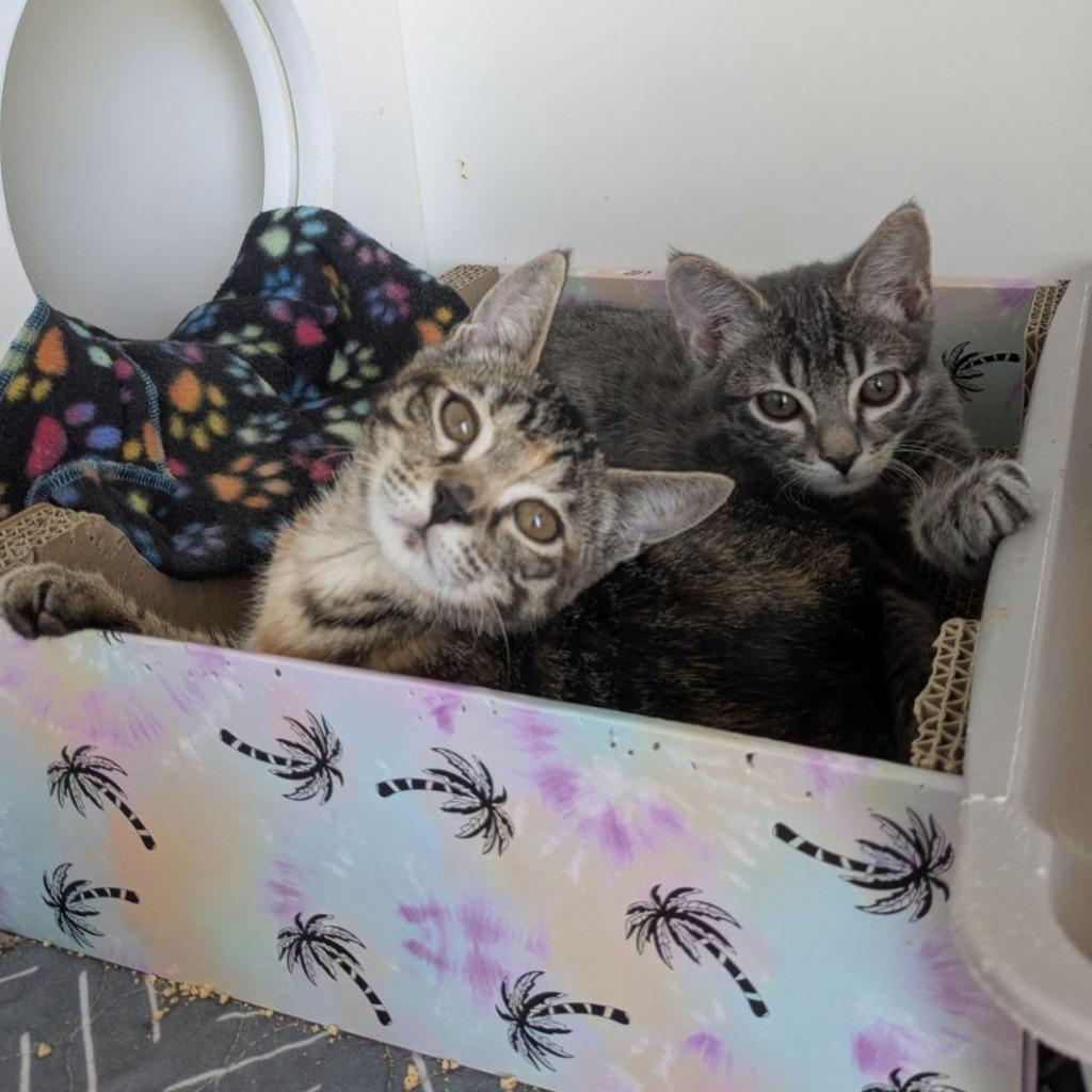 Enlarge Missy (and Stewie), a Adoptable mixed breed in Shoreline, WA image 3/4