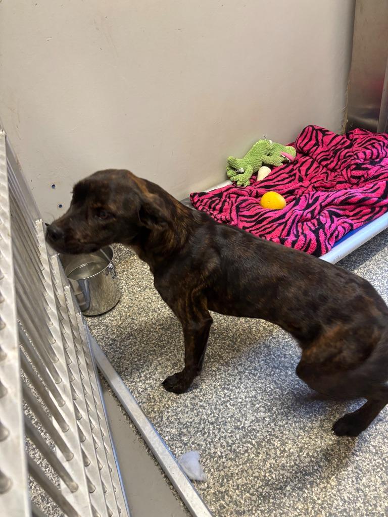 Enlarge Expo, a Adoptable Mixed Breed in Mustang, OK image 1/1