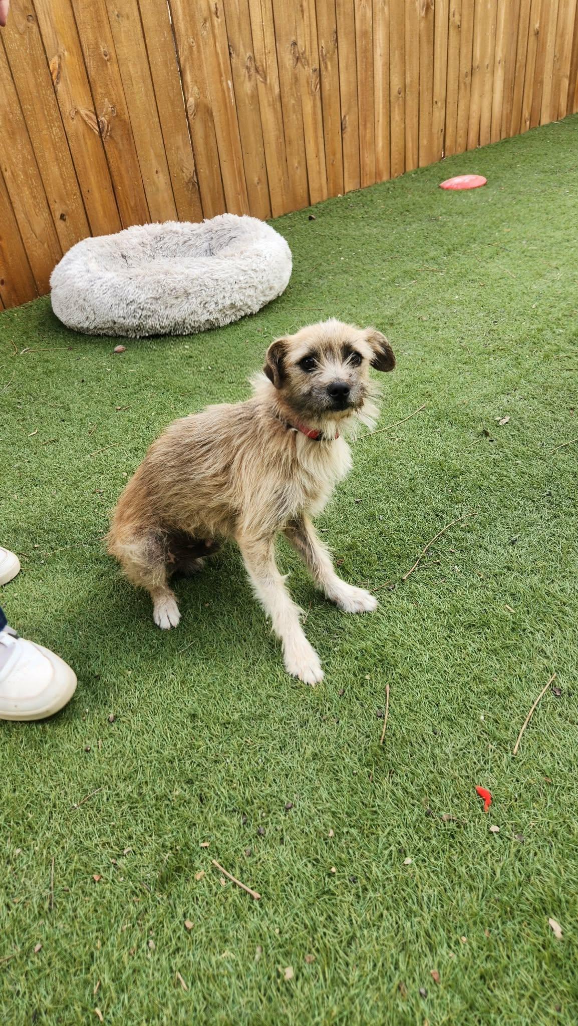 Benji KA, a Adoptable mixed breed in Eau Claire, WI image 4/6