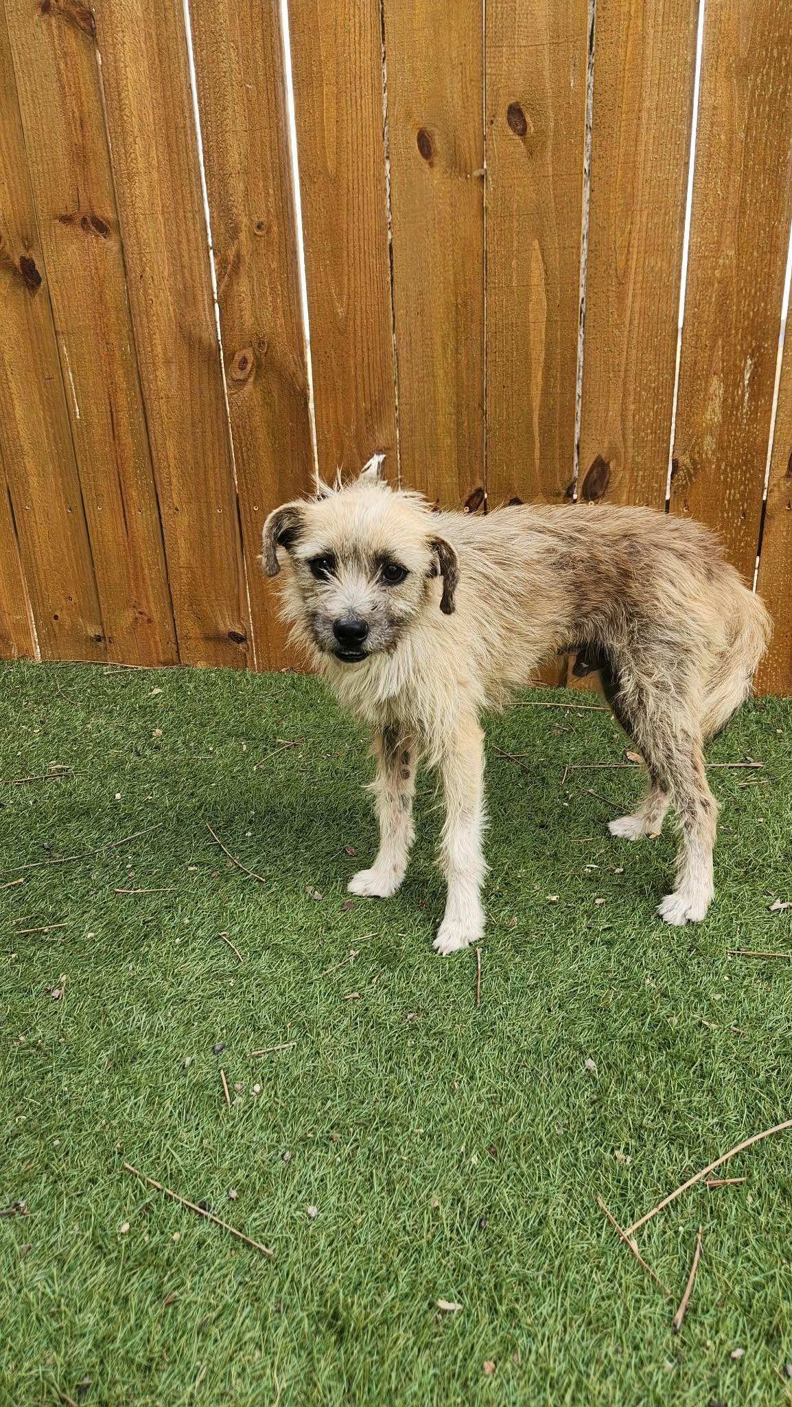 Benji KA, a Adoptable mixed breed in Eau Claire, WI image 6/6