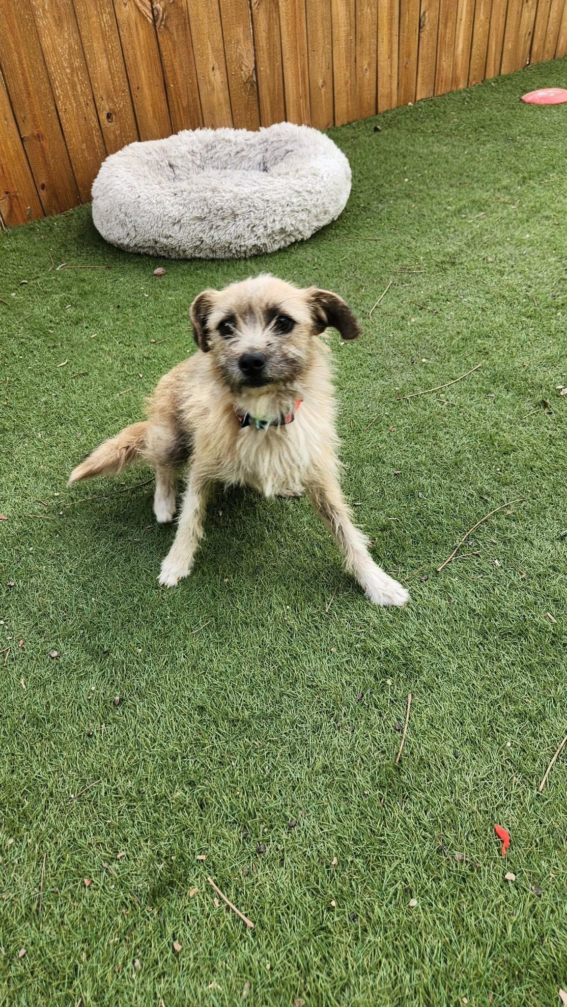 Benji KA, a Adoptable mixed breed in Eau Claire, WI image 3/6