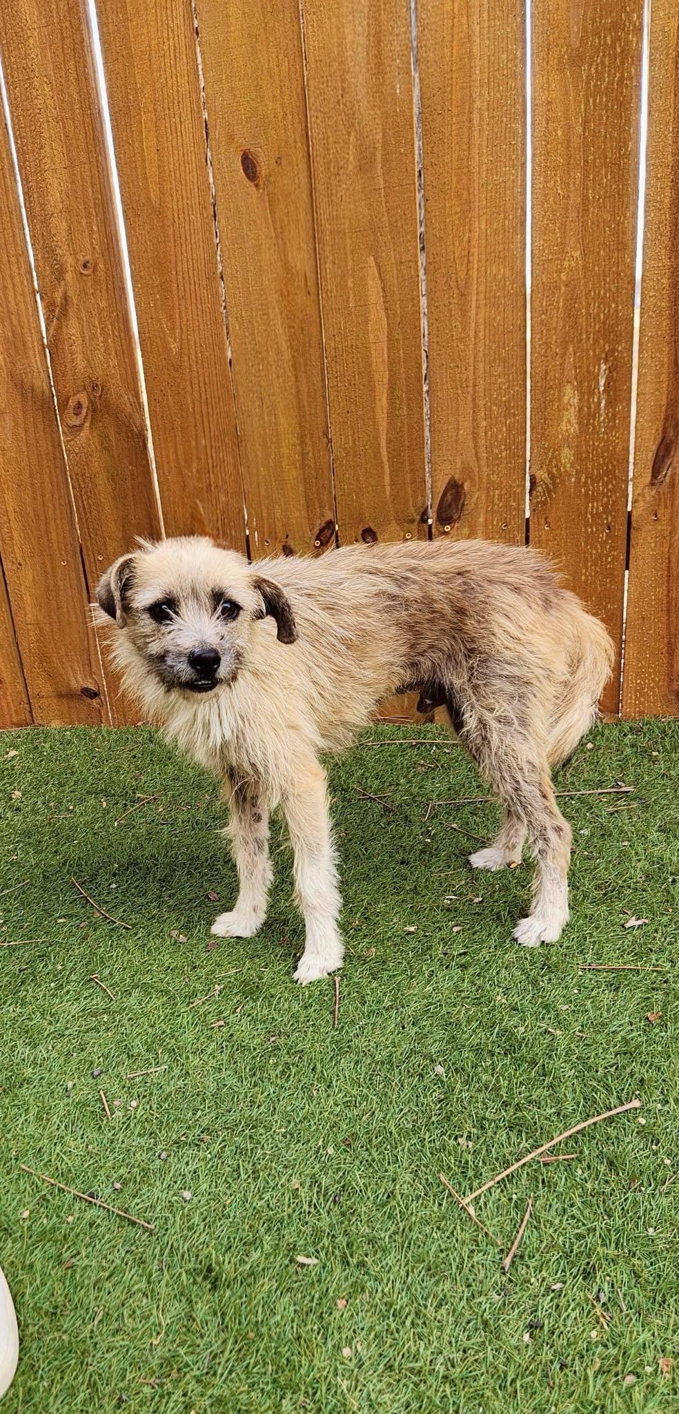 Benji KA, a Adoptable mixed breed in Eau Claire, WI image 1/6