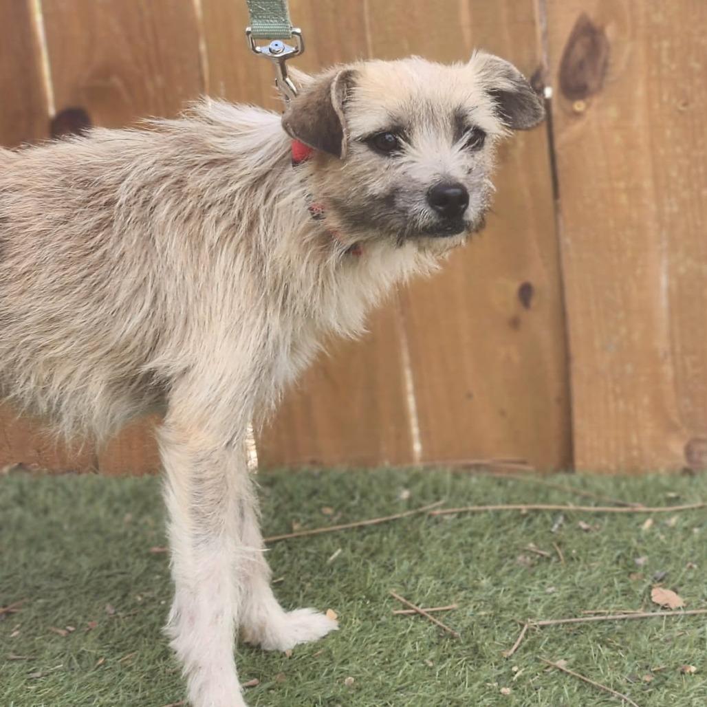 Benji KA, a Adoptable mixed breed in Eau Claire, WI image 2/6