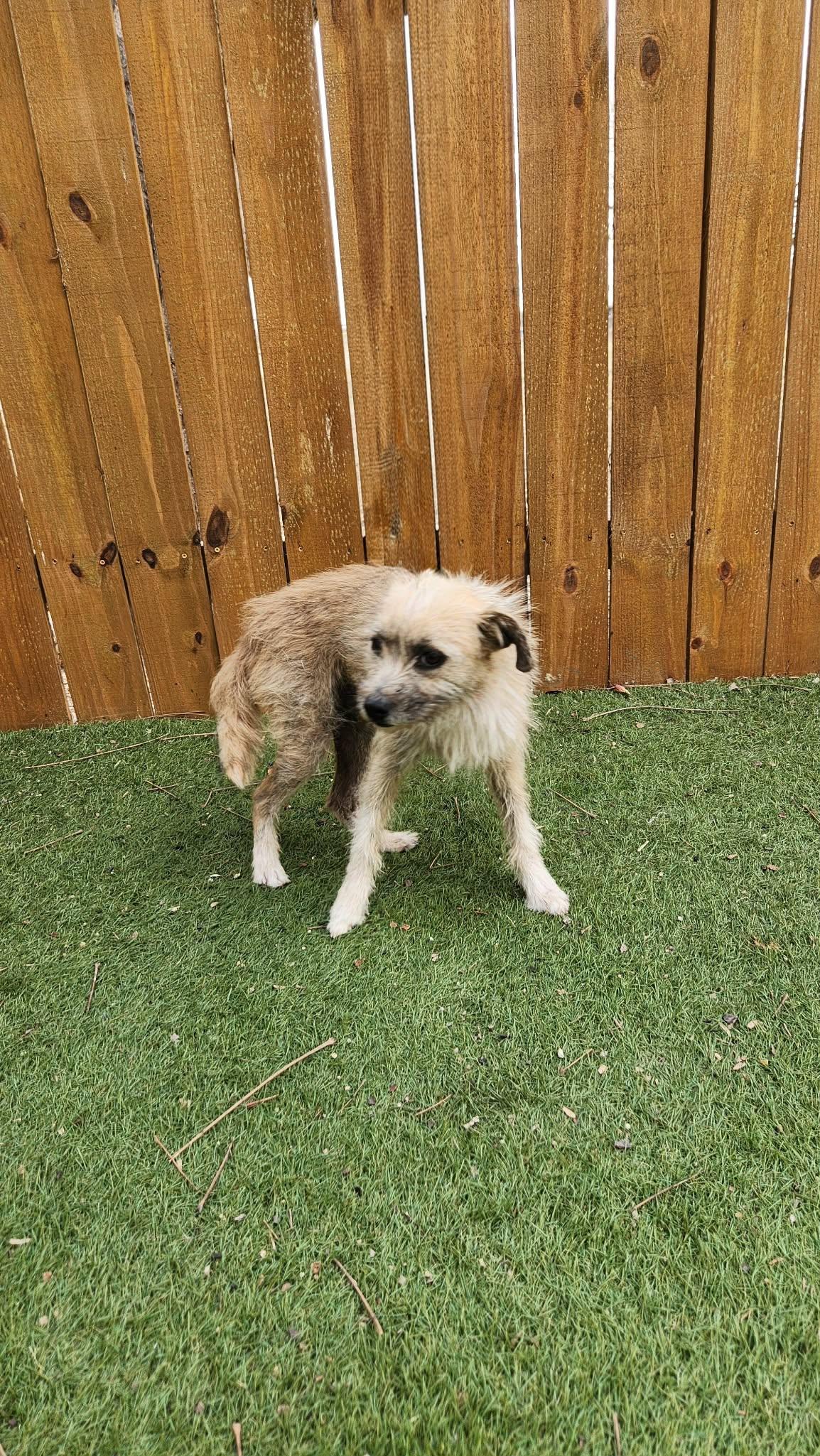 Benji KA, a Adoptable mixed breed in Eau Claire, WI image 5/6