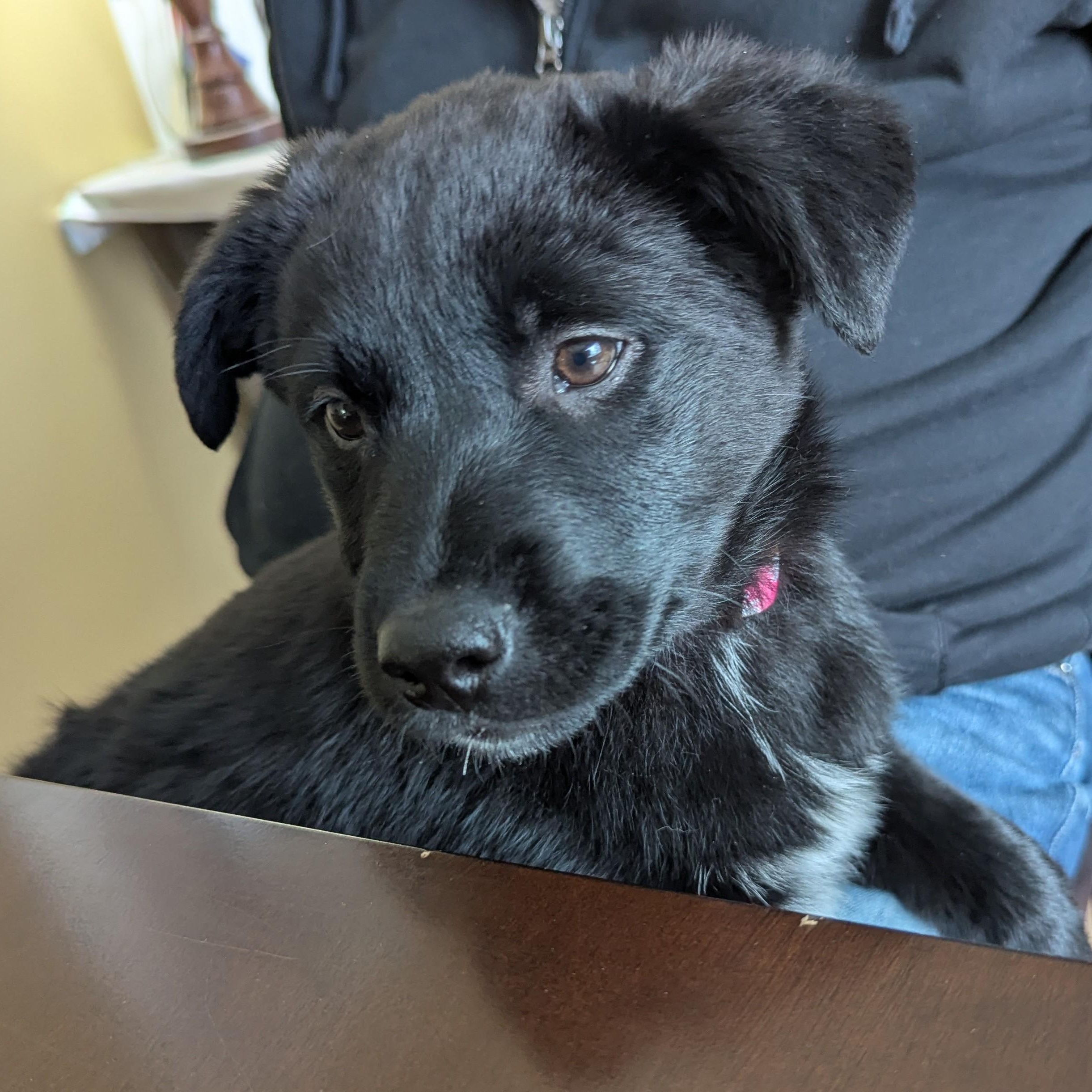 Enlarge Shade, an adopted mixed breed in CHURCHVILLE, NY image 2/3