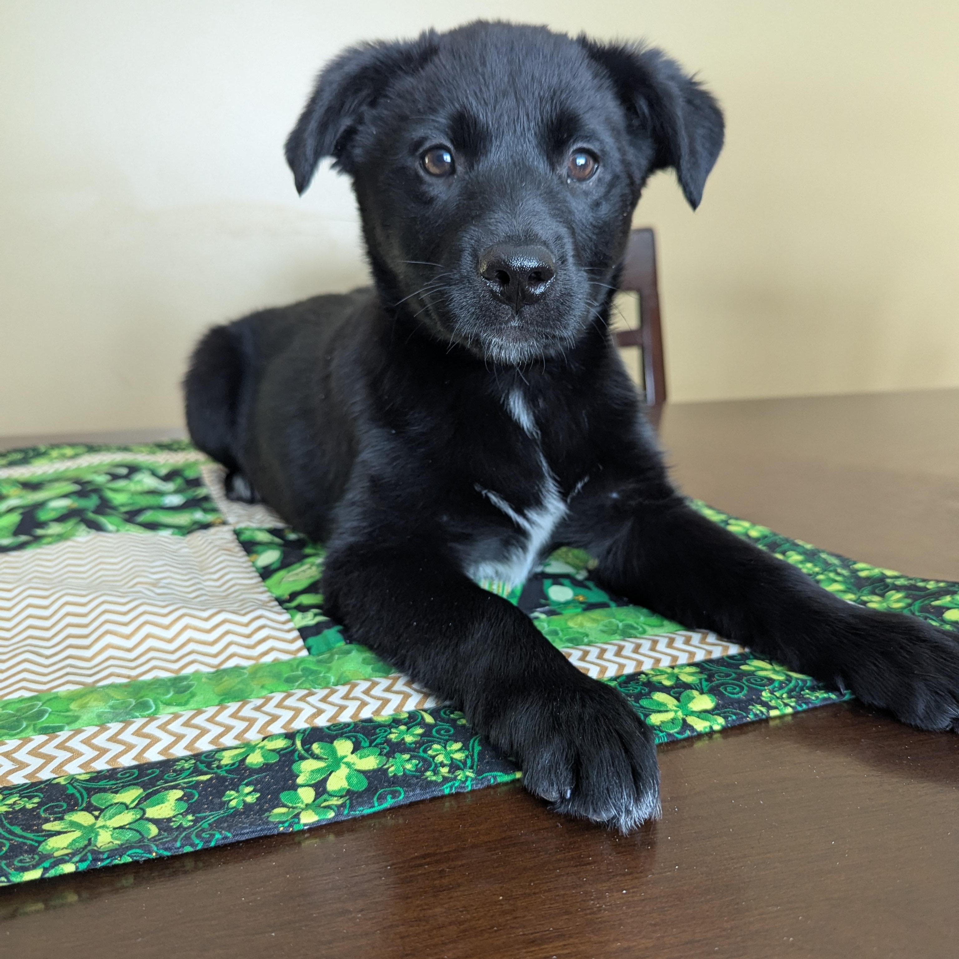 Enlarge Shade, an adopted mixed breed in CHURCHVILLE, NY image 1/3