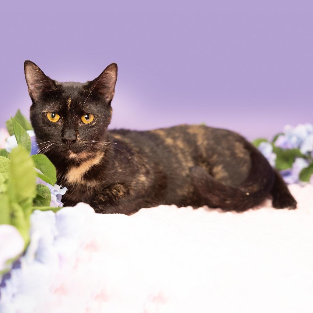 Mabel, Adoptable, Adult Female Domestic Short Hair.