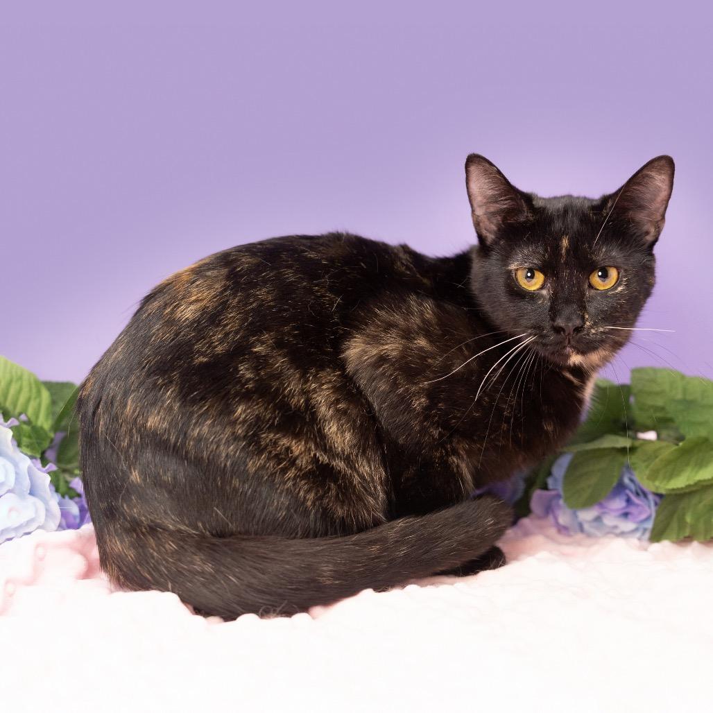 Mabel, a Adoptable Domestic Short Hair in Durham, NC image 2/4