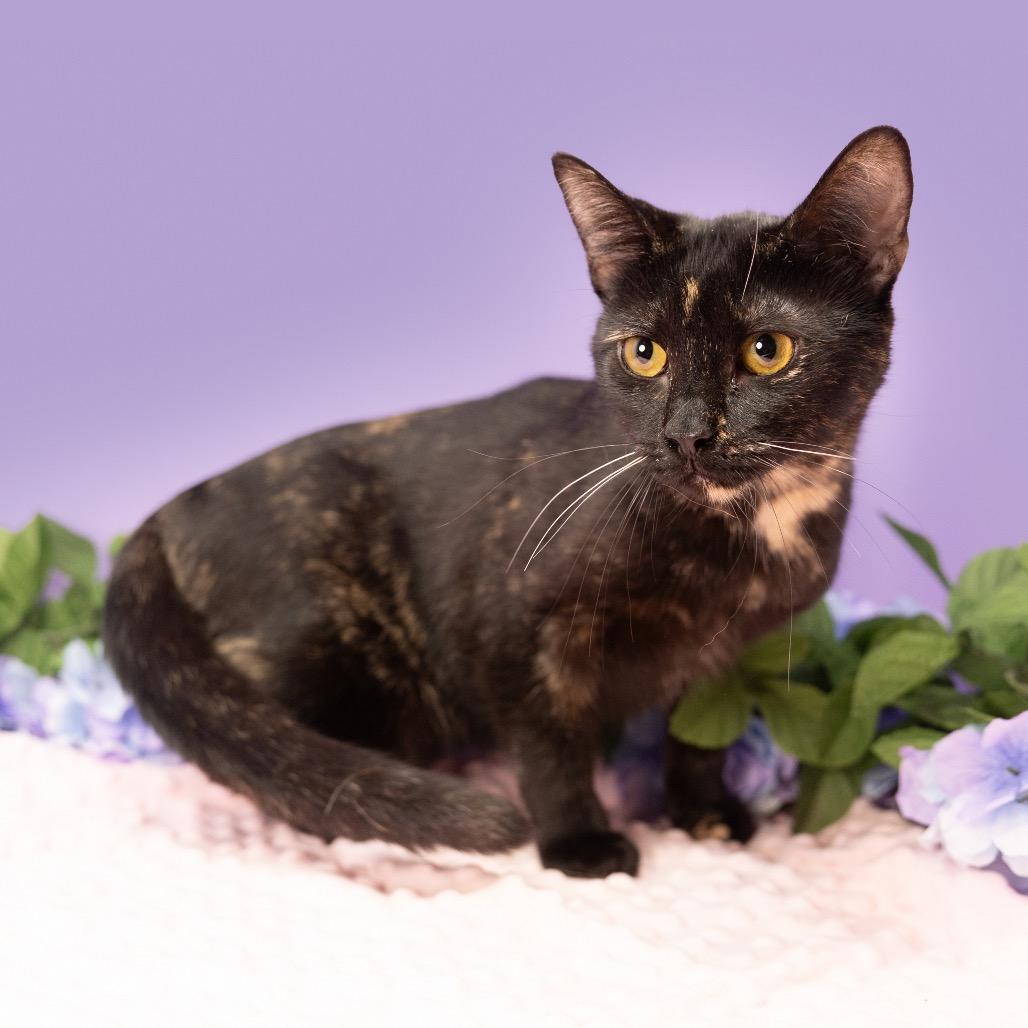 Mabel, a Adoptable Domestic Short Hair in Durham, NC image 3/4