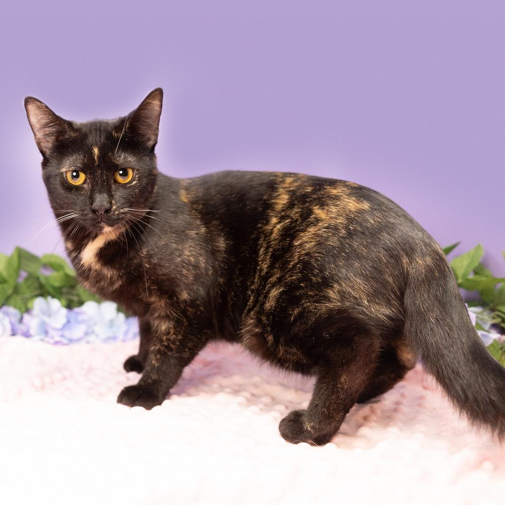 Mabel, a Adoptable Domestic Short Hair in Durham, NC image 4/4
