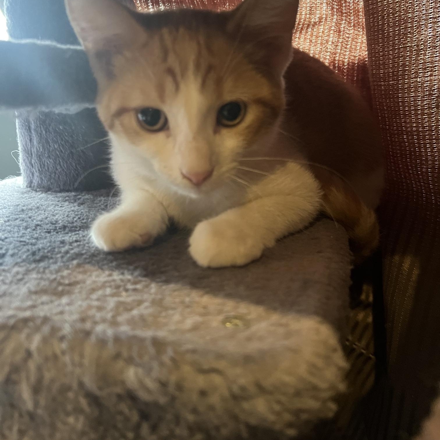 Enlarge Cash, an adopted Domestic Short Hair in Louisville, KY image 4/6