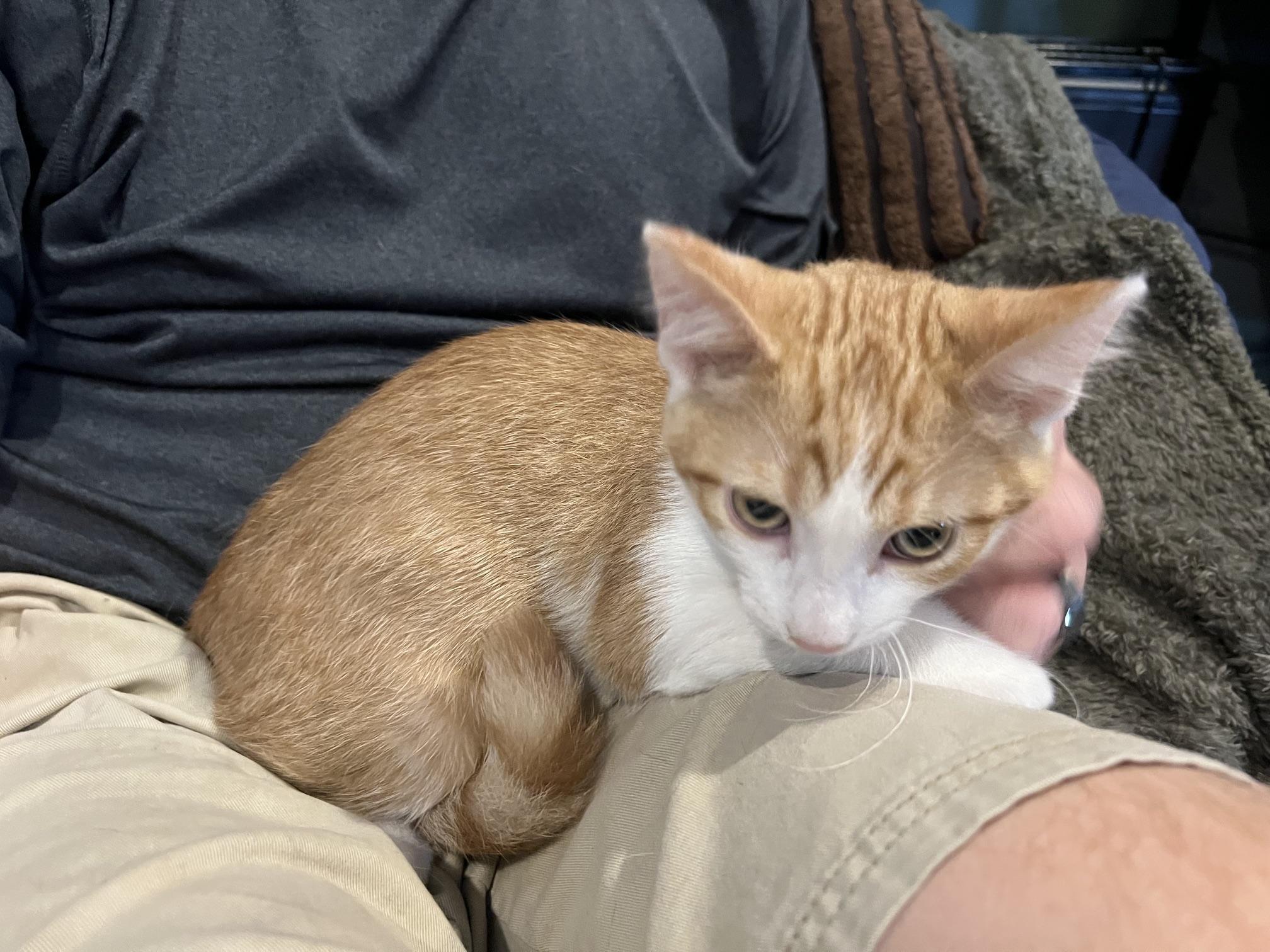 Cash, adopted, Young Male Domestic Short Hair.