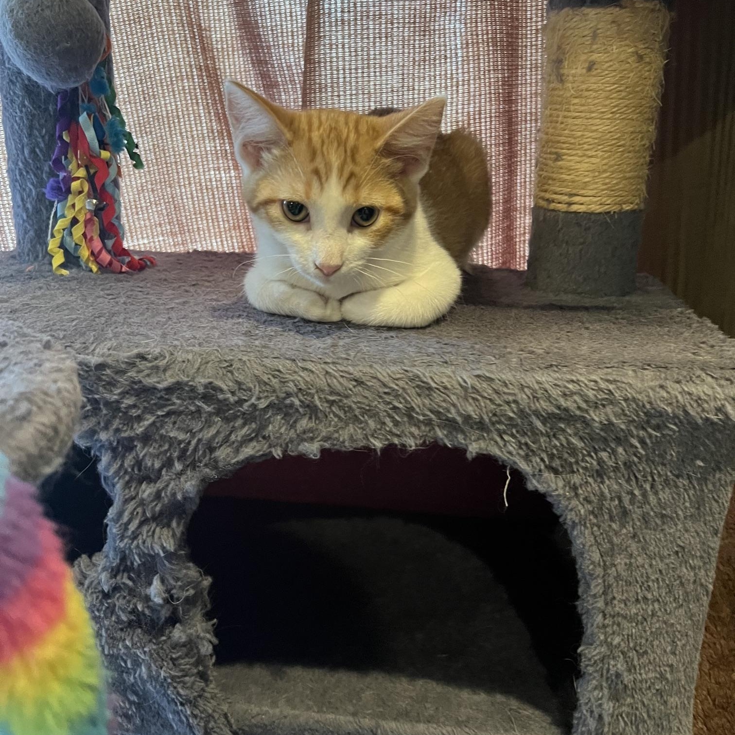 Enlarge Cash, an adopted Domestic Short Hair in Louisville, KY image 2/6