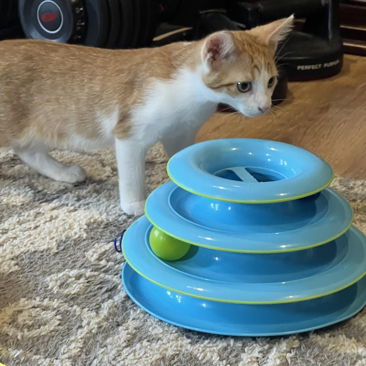 Enlarge Cash, an adopted Domestic Short Hair in Louisville, KY image 3/6